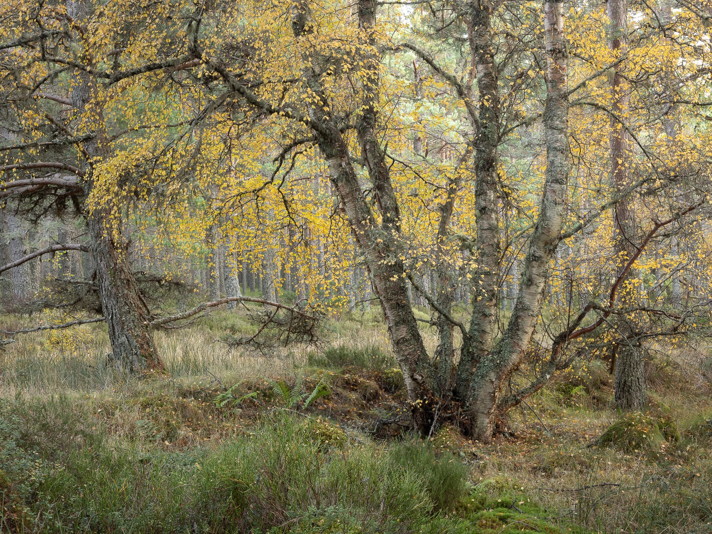 Photographing Trees in Autumn: 10 Woodland Photography Tips