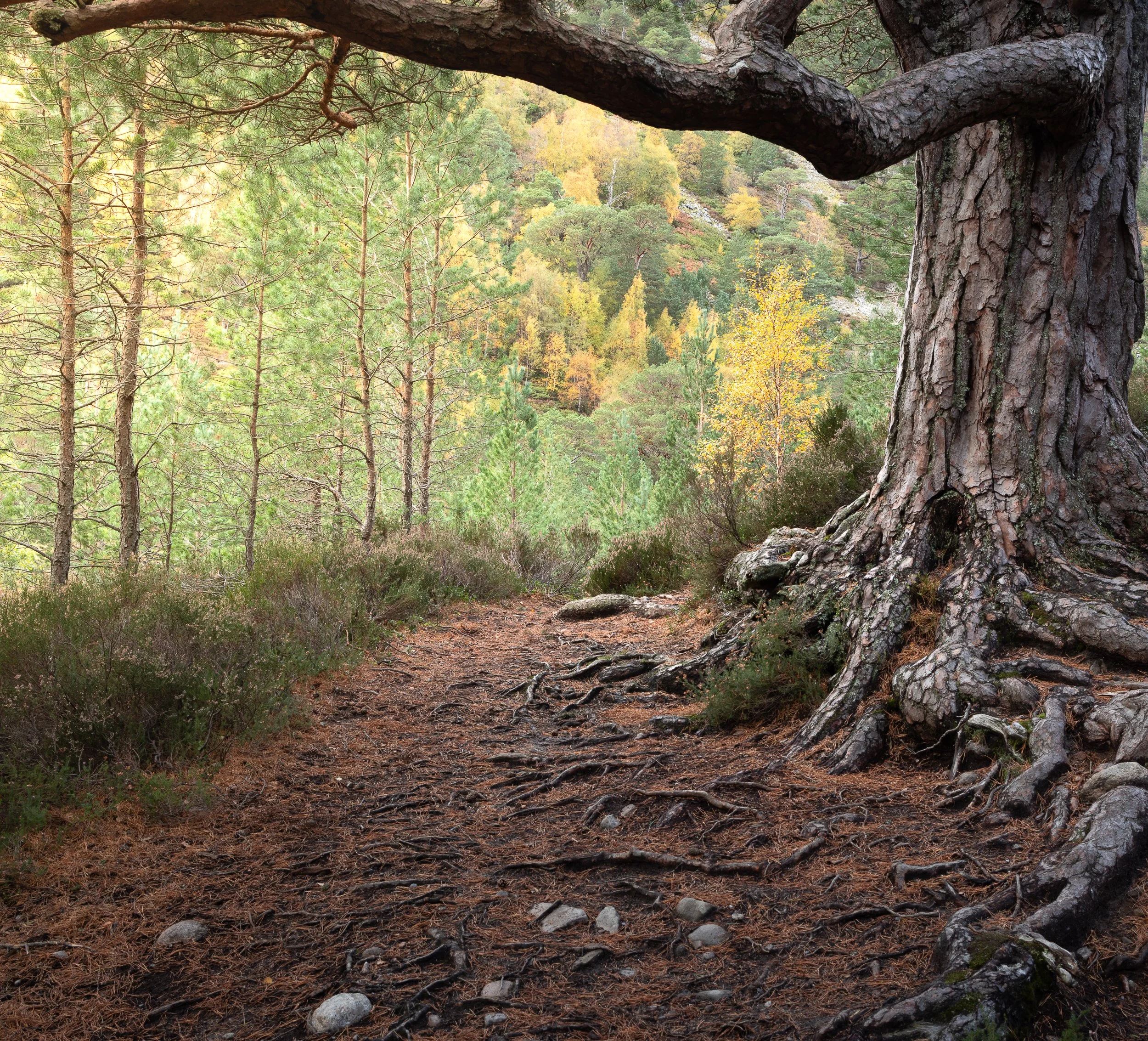 Woodland in Cairngorms, Scotland. An old twisted tree