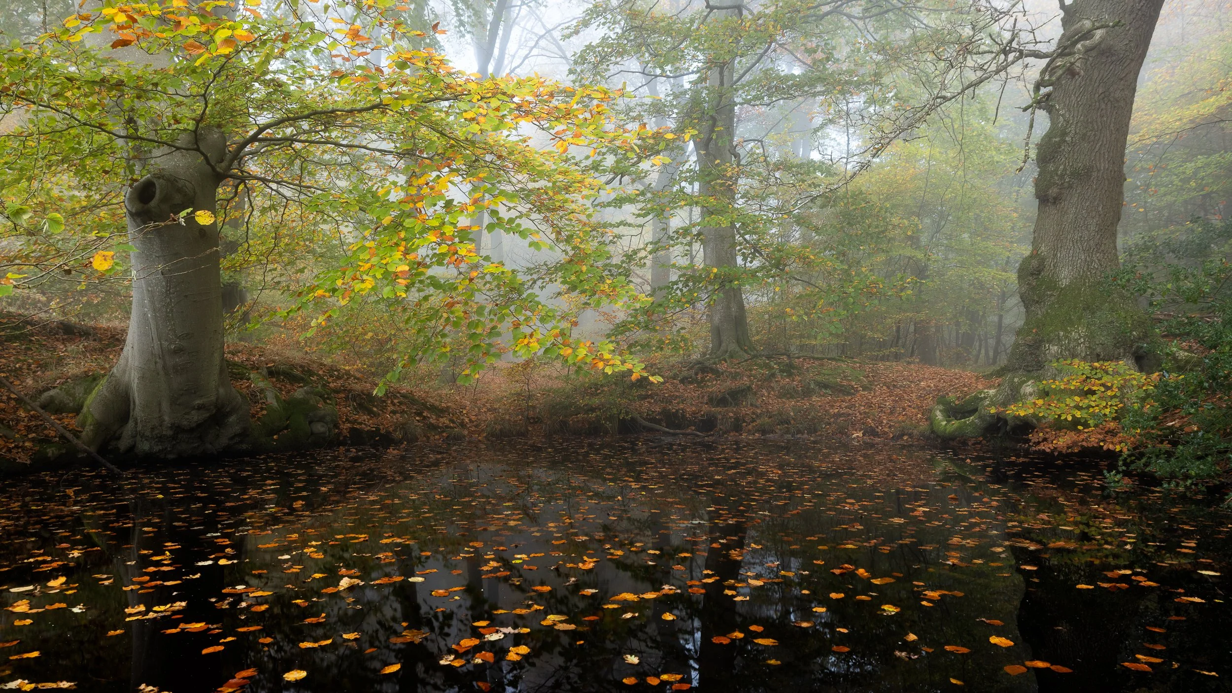 Autumn woodland in the fog in Oxfordshire