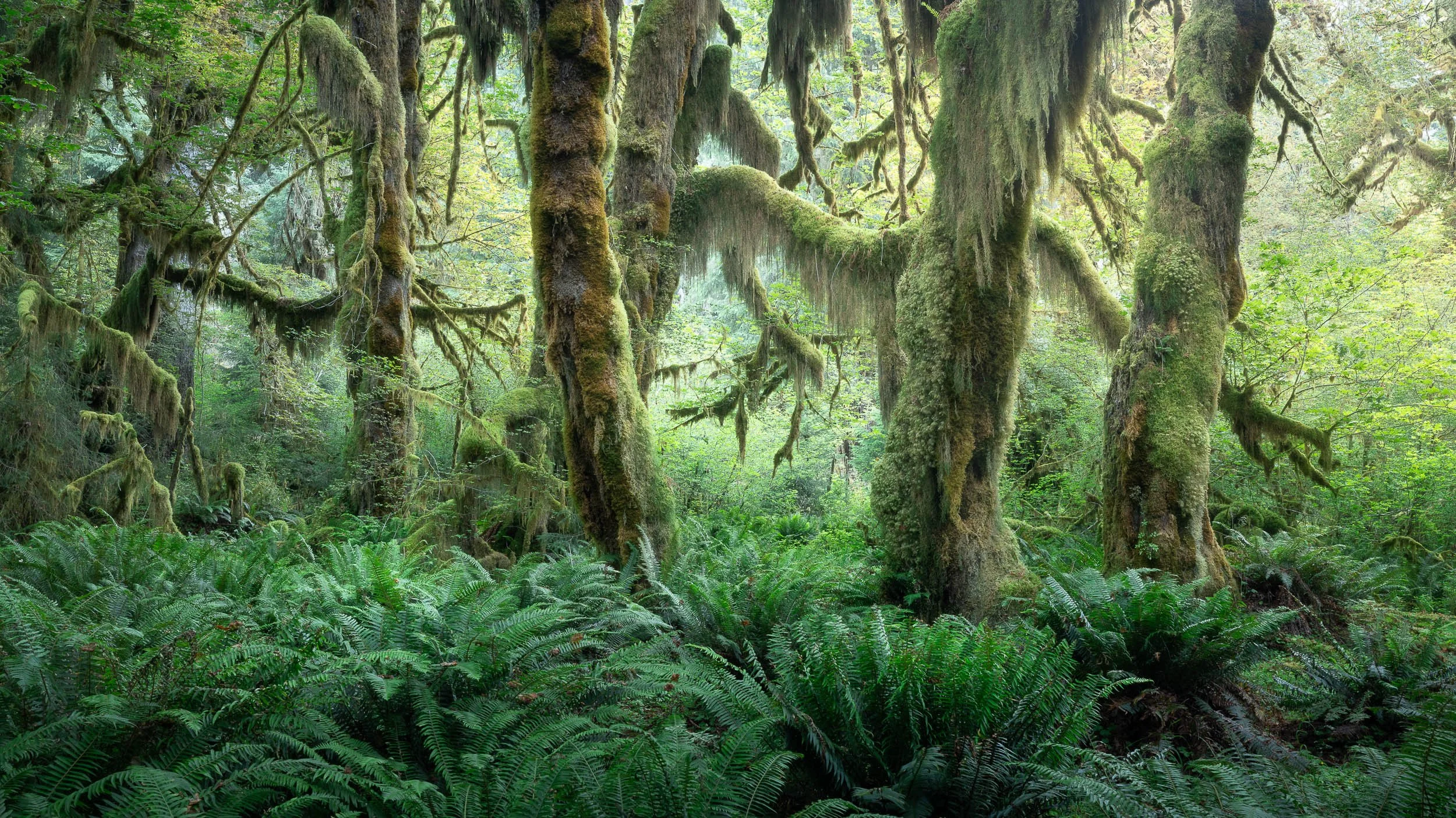 Hall of Mosses, Olympic Park, Washington State