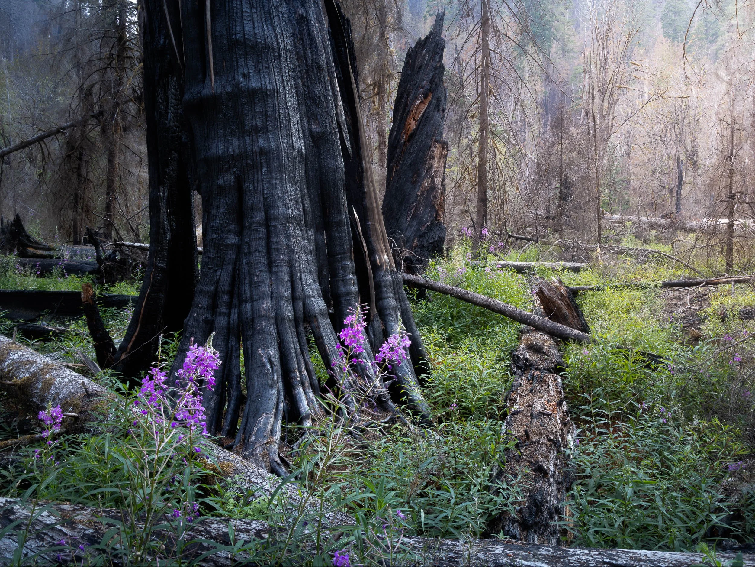 Wildflowers in the burnt out forest in Olympic National Park