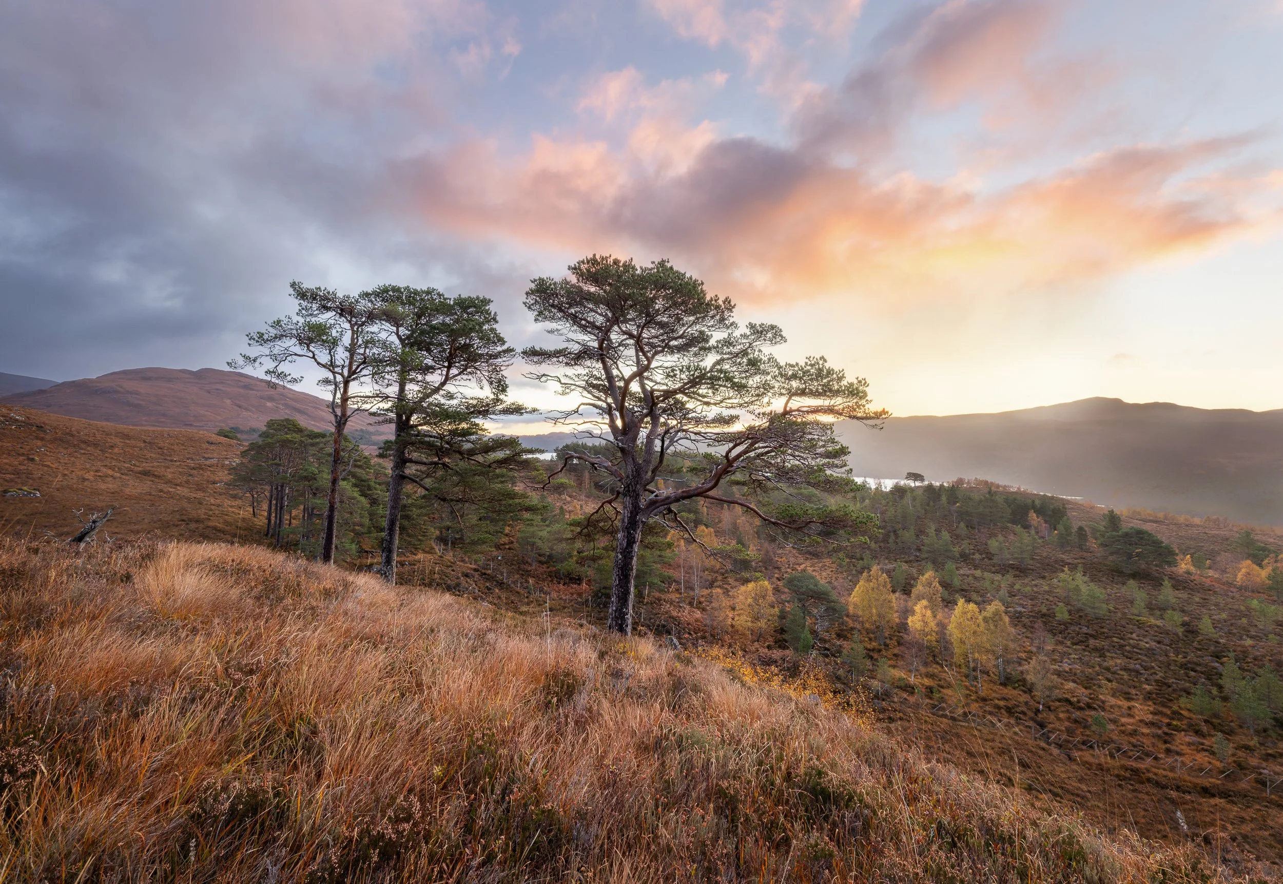 Autumn trees in Glen Affric, Scotland at sunrise