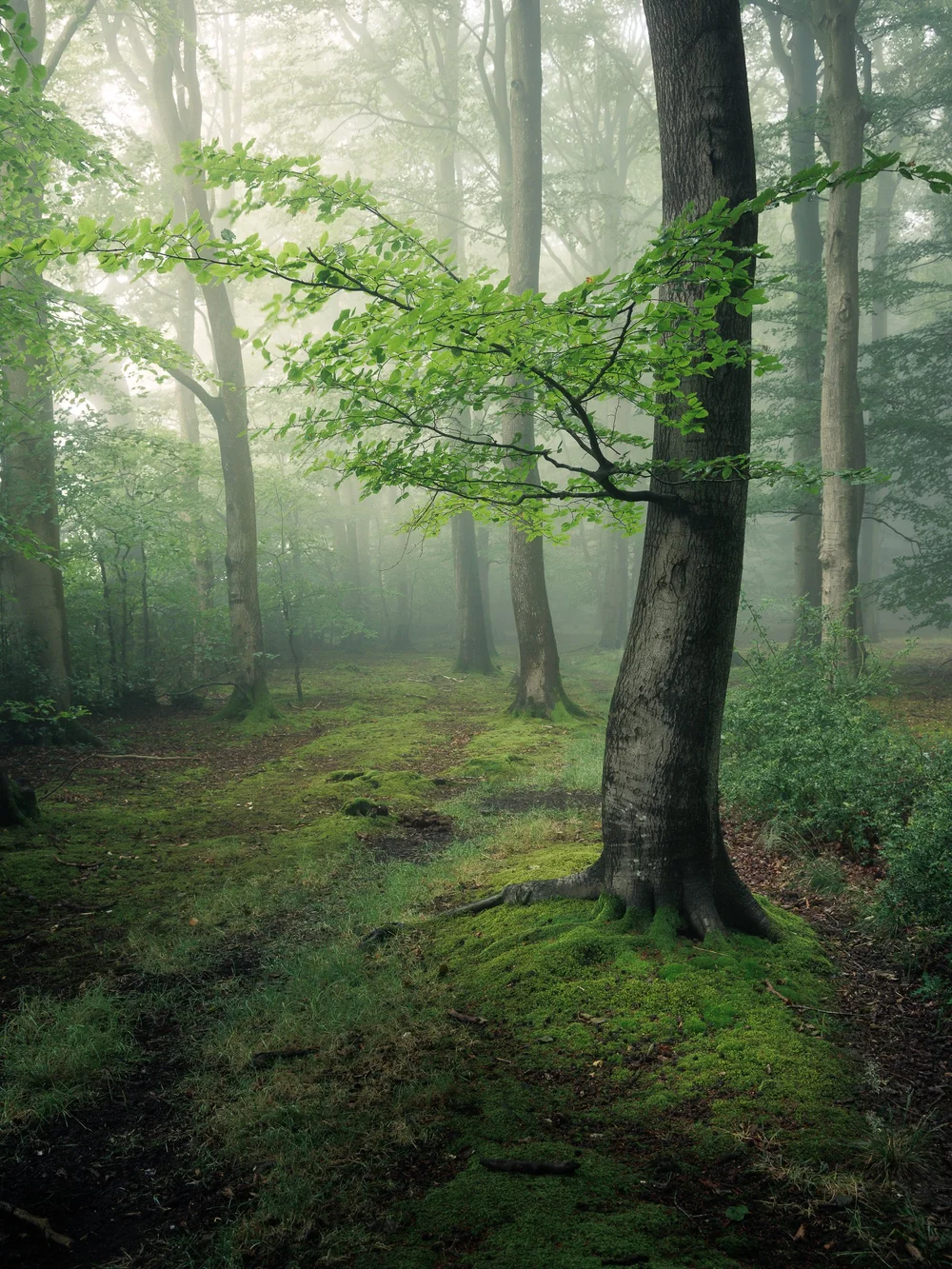 Robin Dodd Woodland Landscapes Photography UK Beyond robin-dodd-woodland-landscapes-photography-uk-beyond