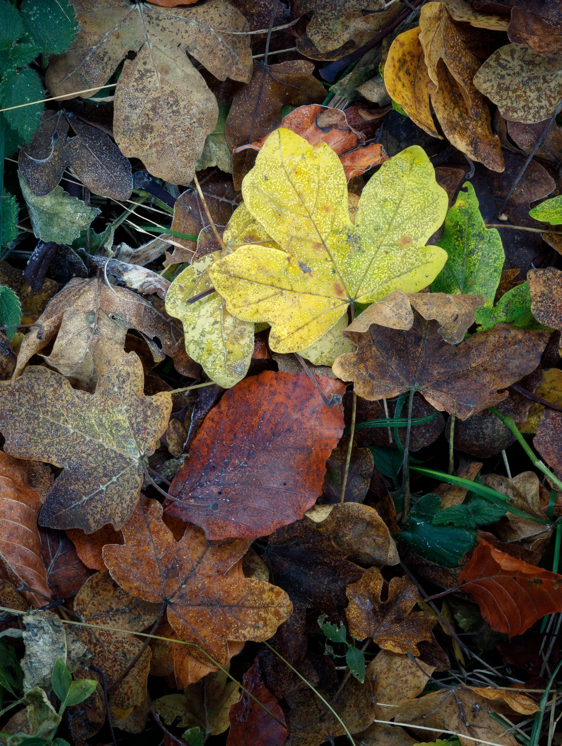 Autumn leaves as a close up