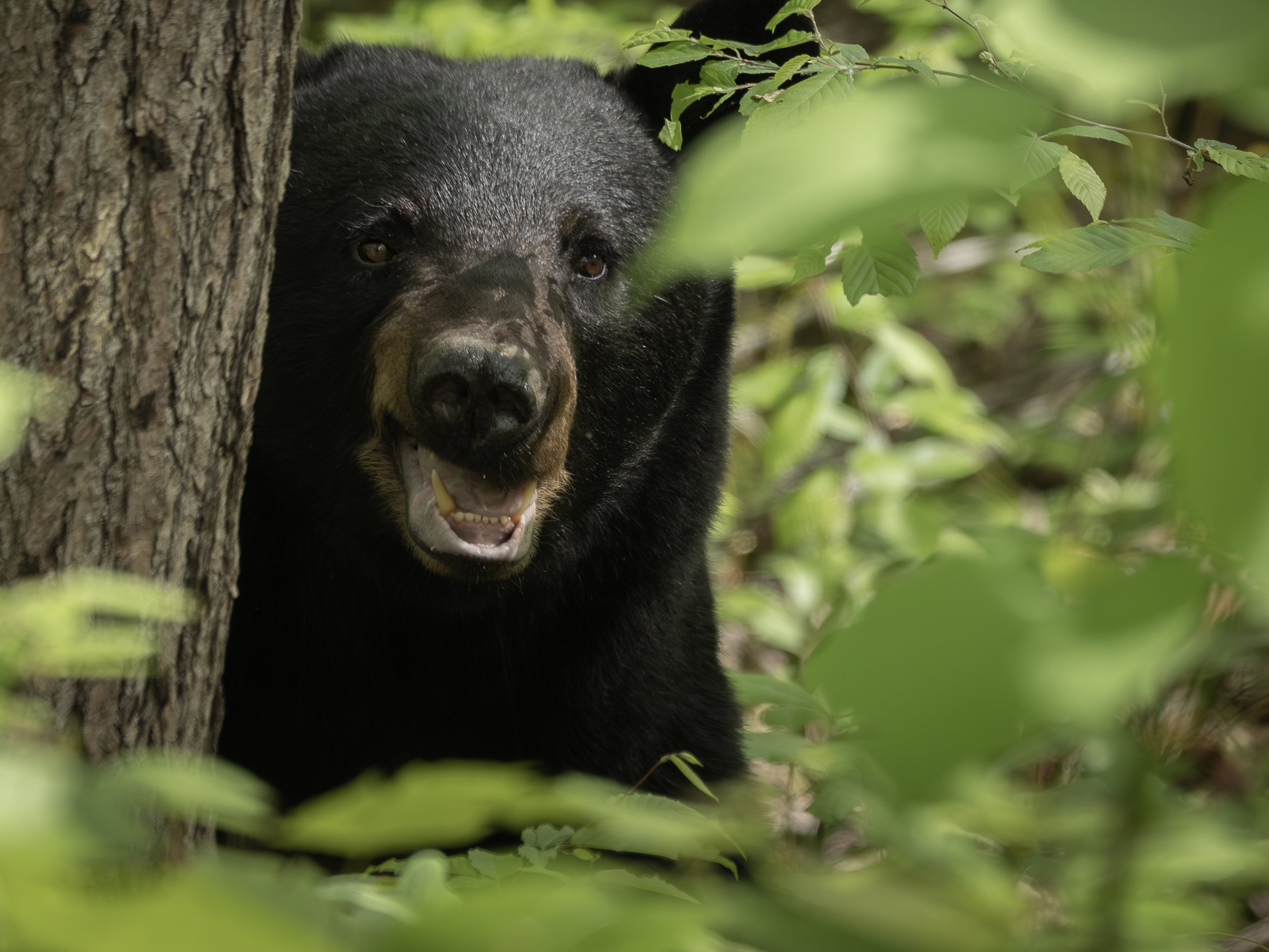 Black Bear in Smoky Mountains