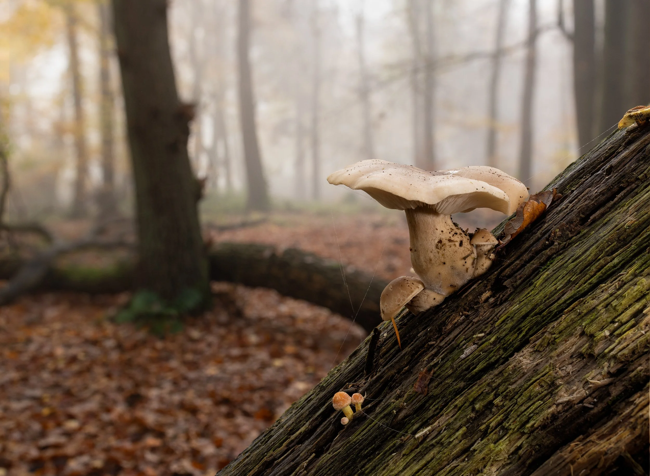 Woodland scene in the Chiltern hills with close up of fungi