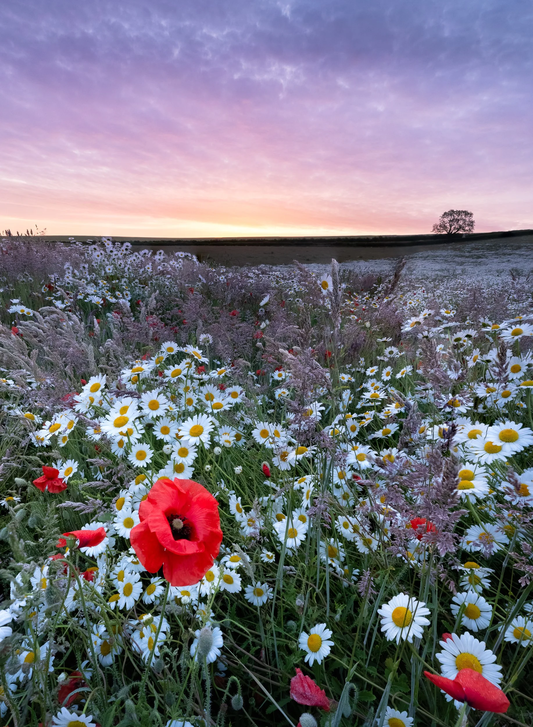 Poppy fields, Oxfordshire