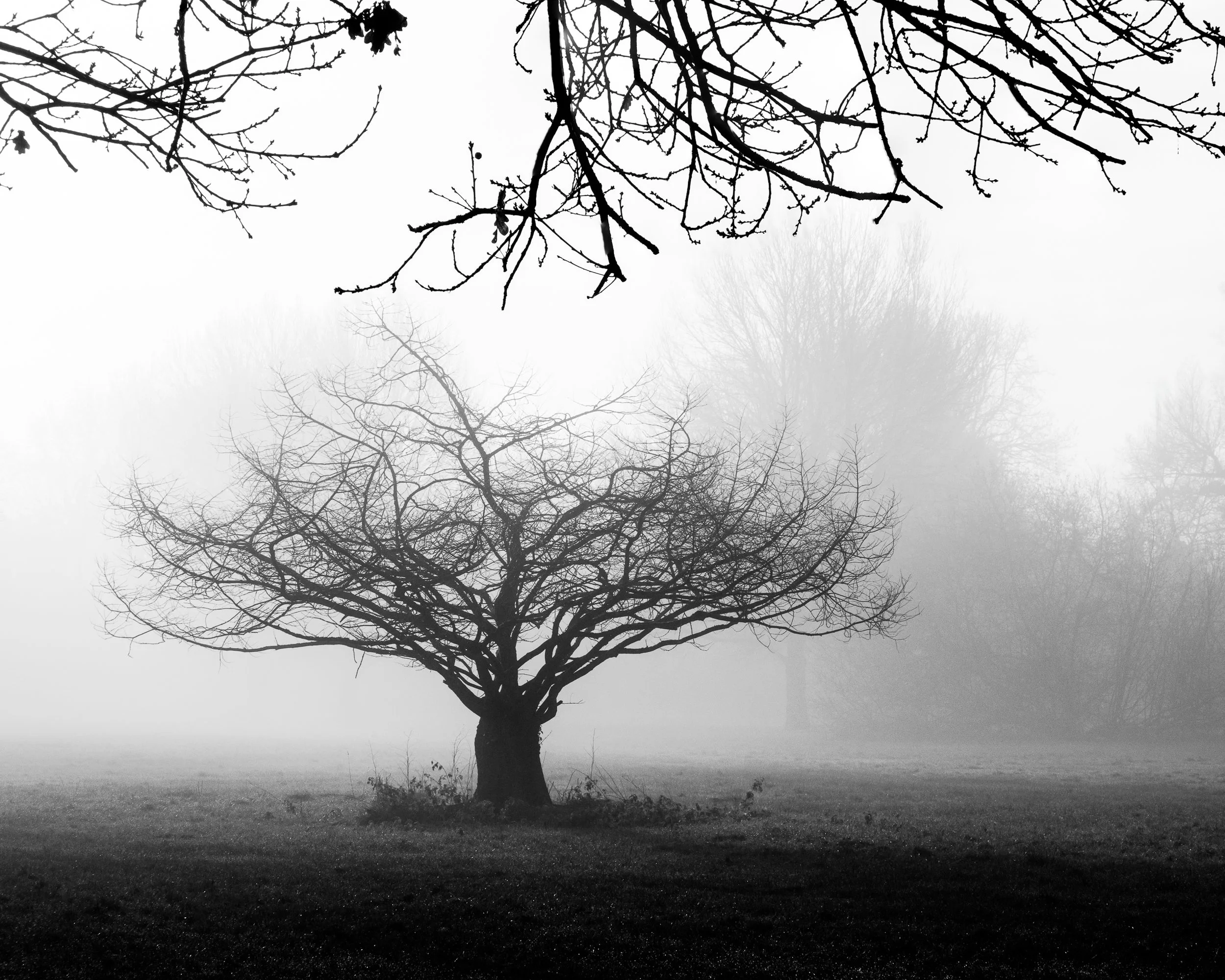 Black and white photography picture of tree in fog as fine art wall art print
