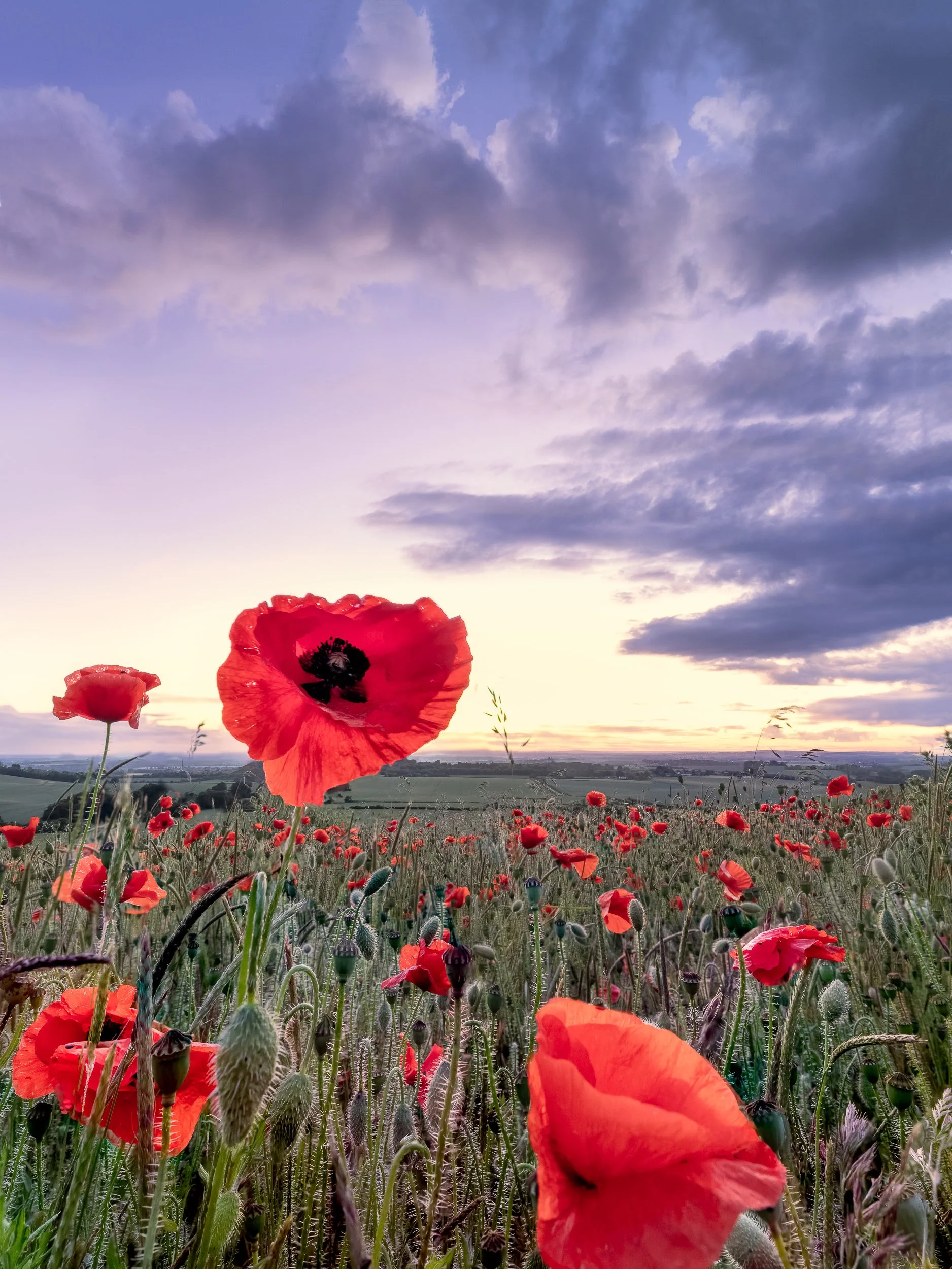 Poppy fields in South England