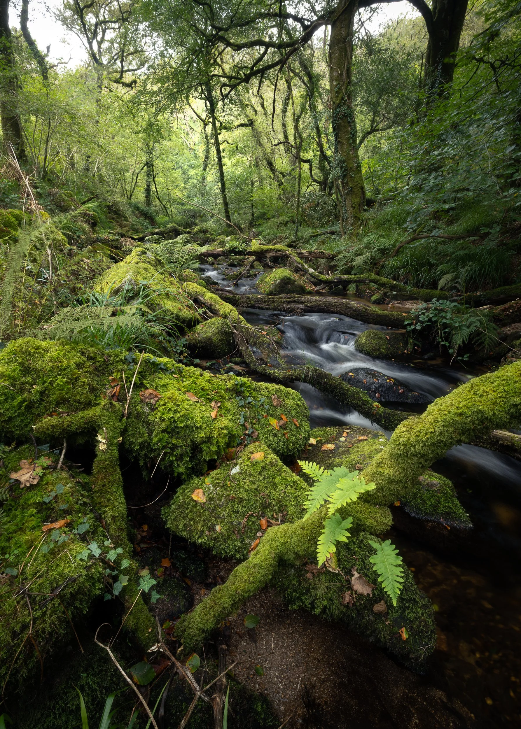 Thousand Year Trust Woodland