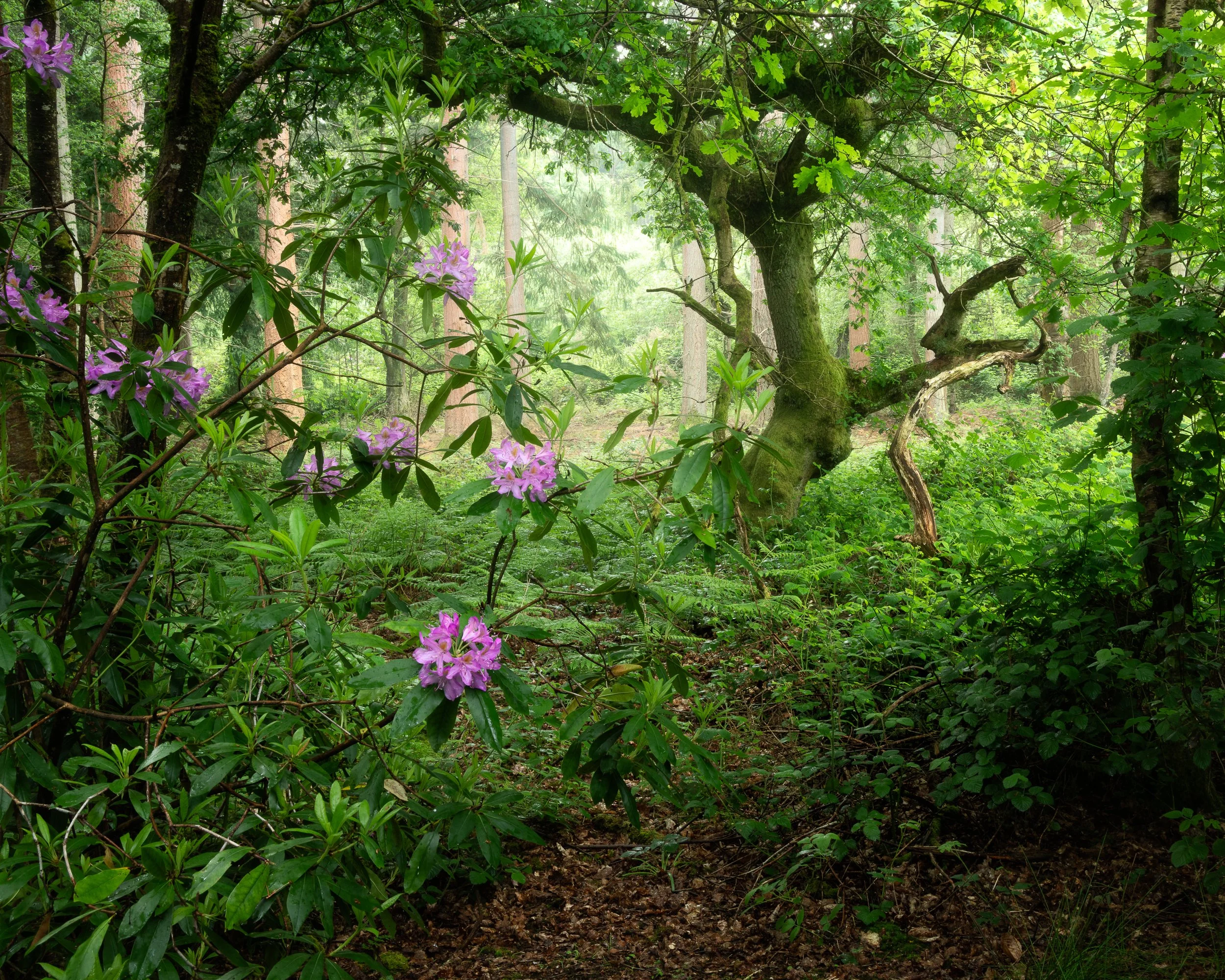 Holly Grove, Highmore, Oxfordshire