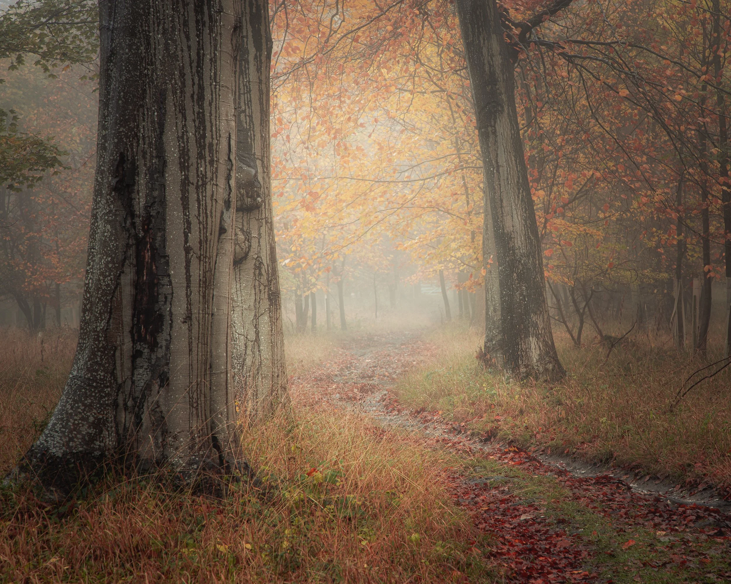 Autumn beech trees in Hambleden Valley, Chiltern Hills