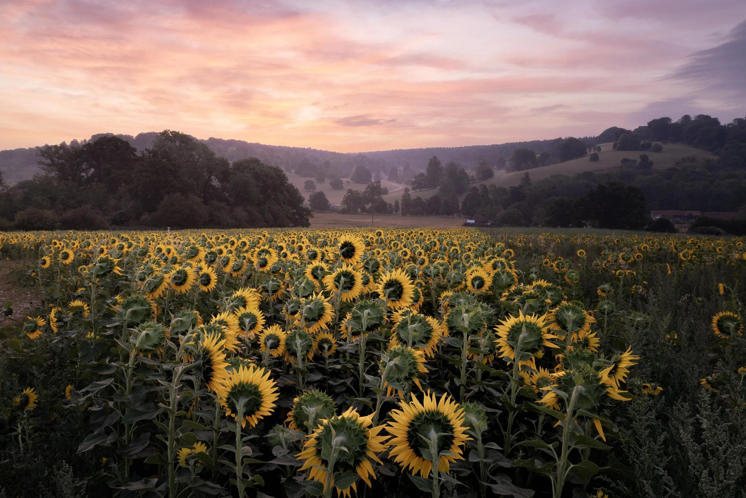 Sunflowers in Oxfordshire at sunrise