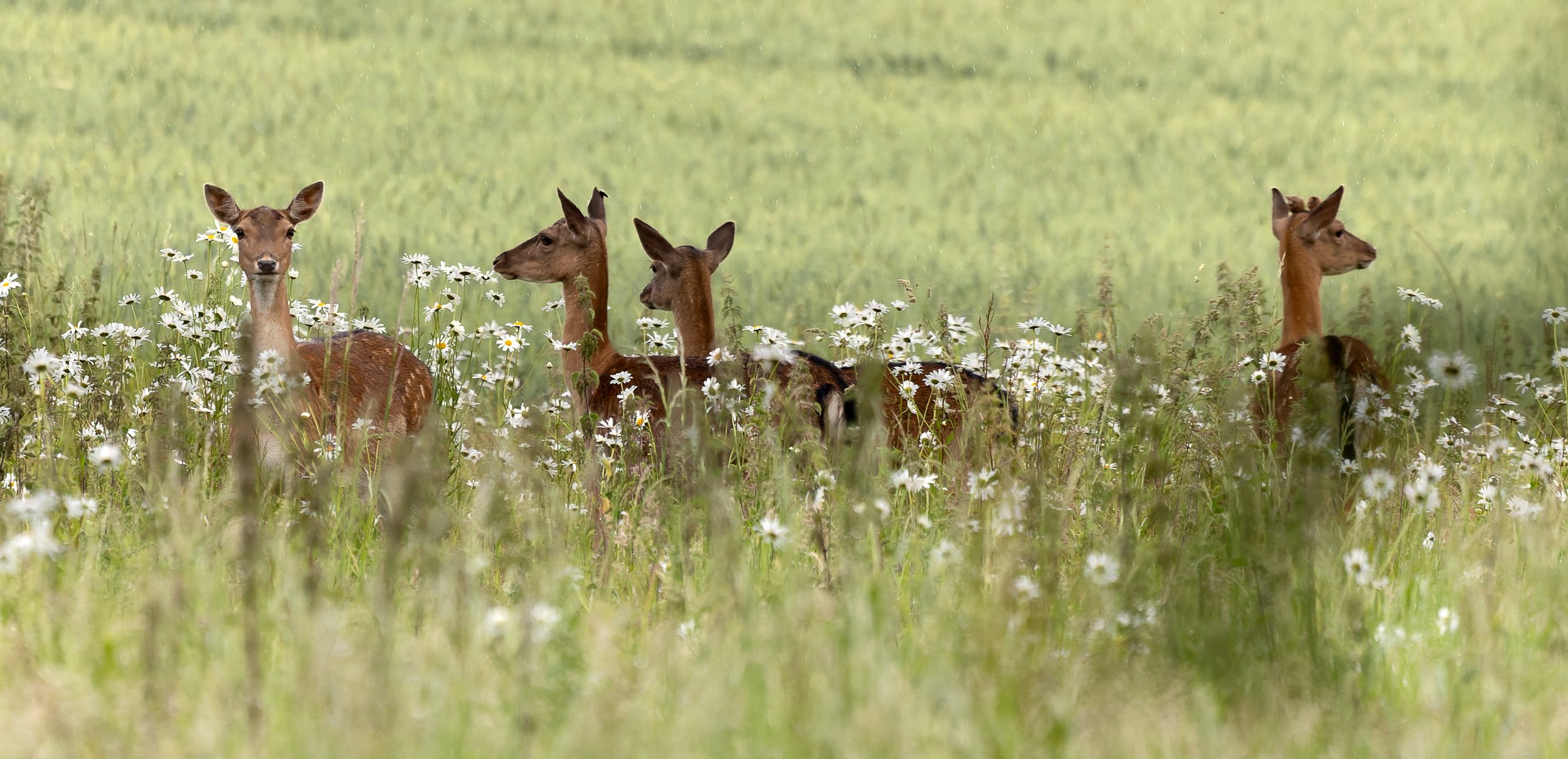 Deer in wildflowers on the Chiltern Hills