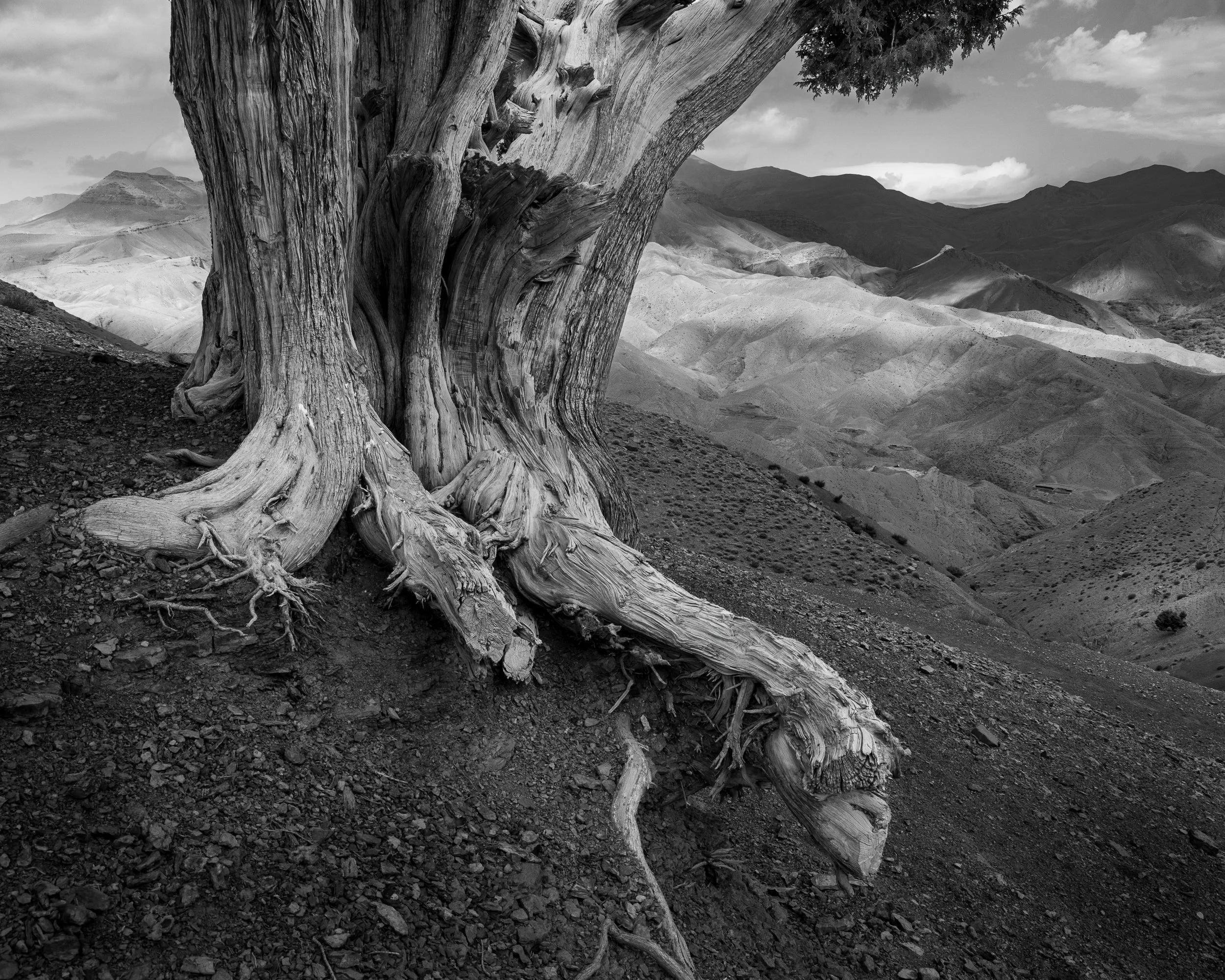 Black and white image of juniper trees in the high atlas mountains, morocco