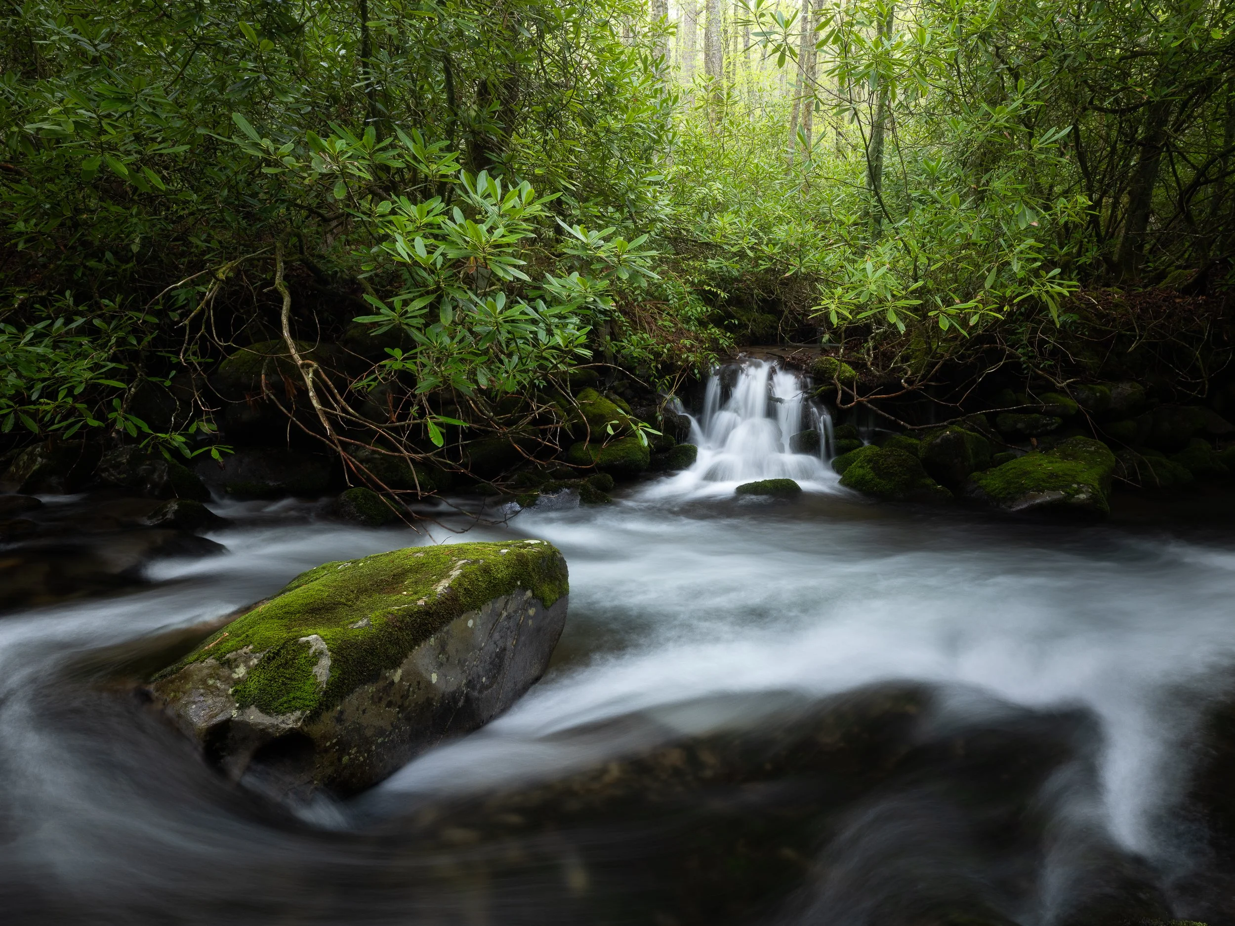 Smoky Mountains Forest, USA