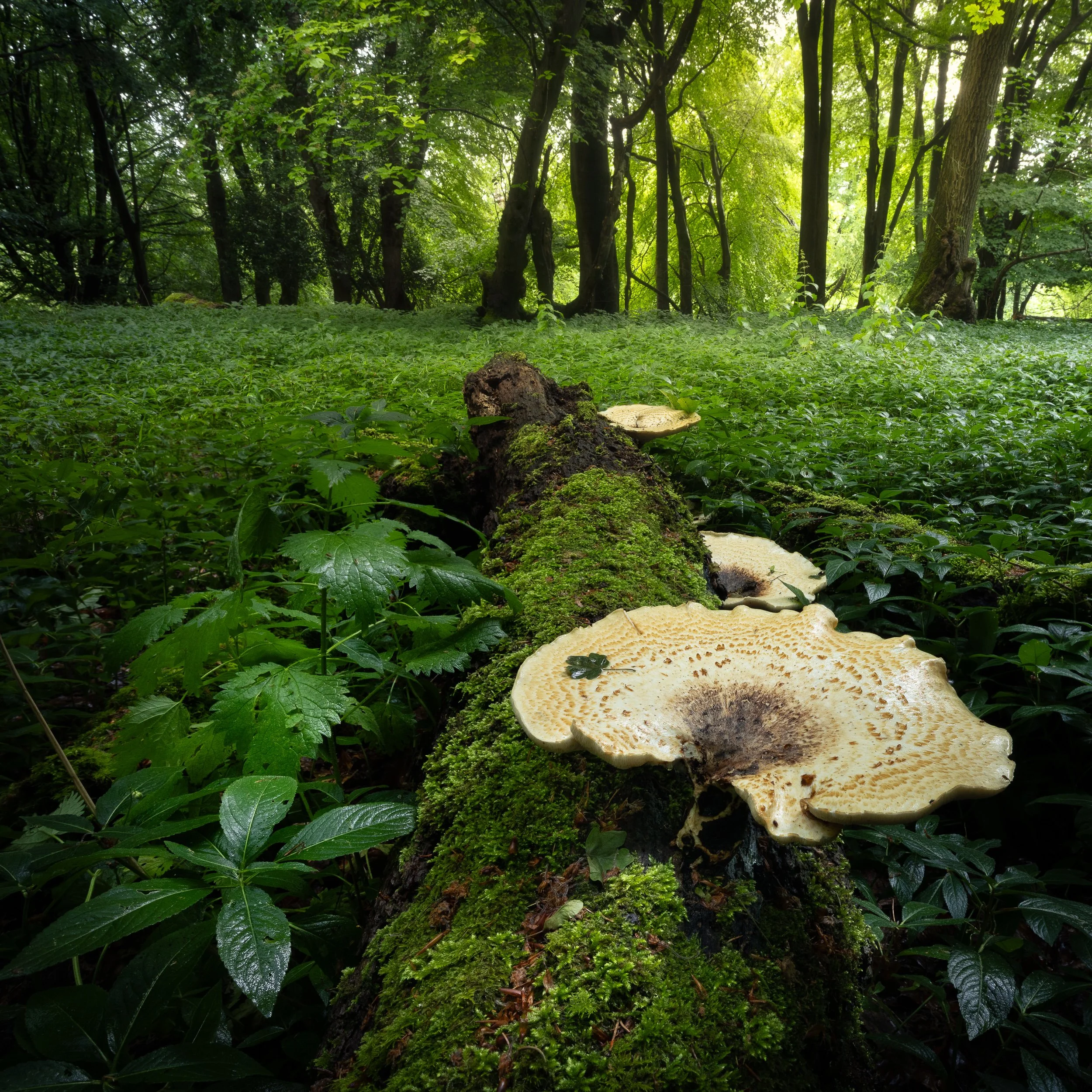 Fungi in woodlands in the South of England
