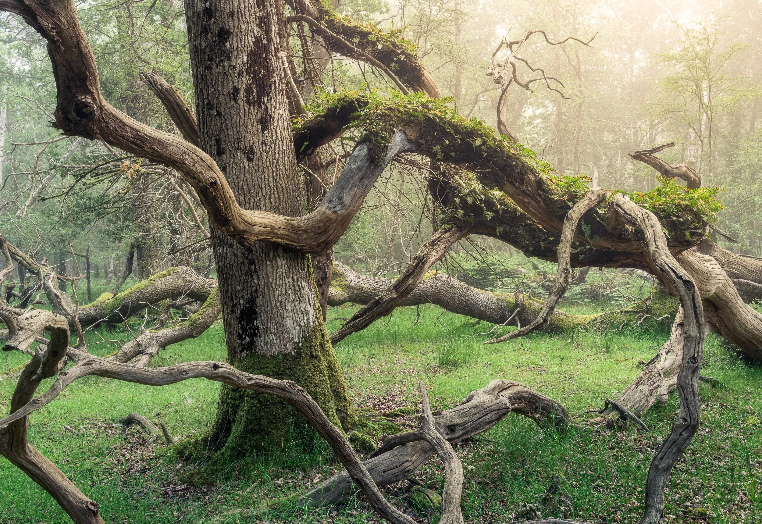 Twisted Oaks Trees in the New Forest, England