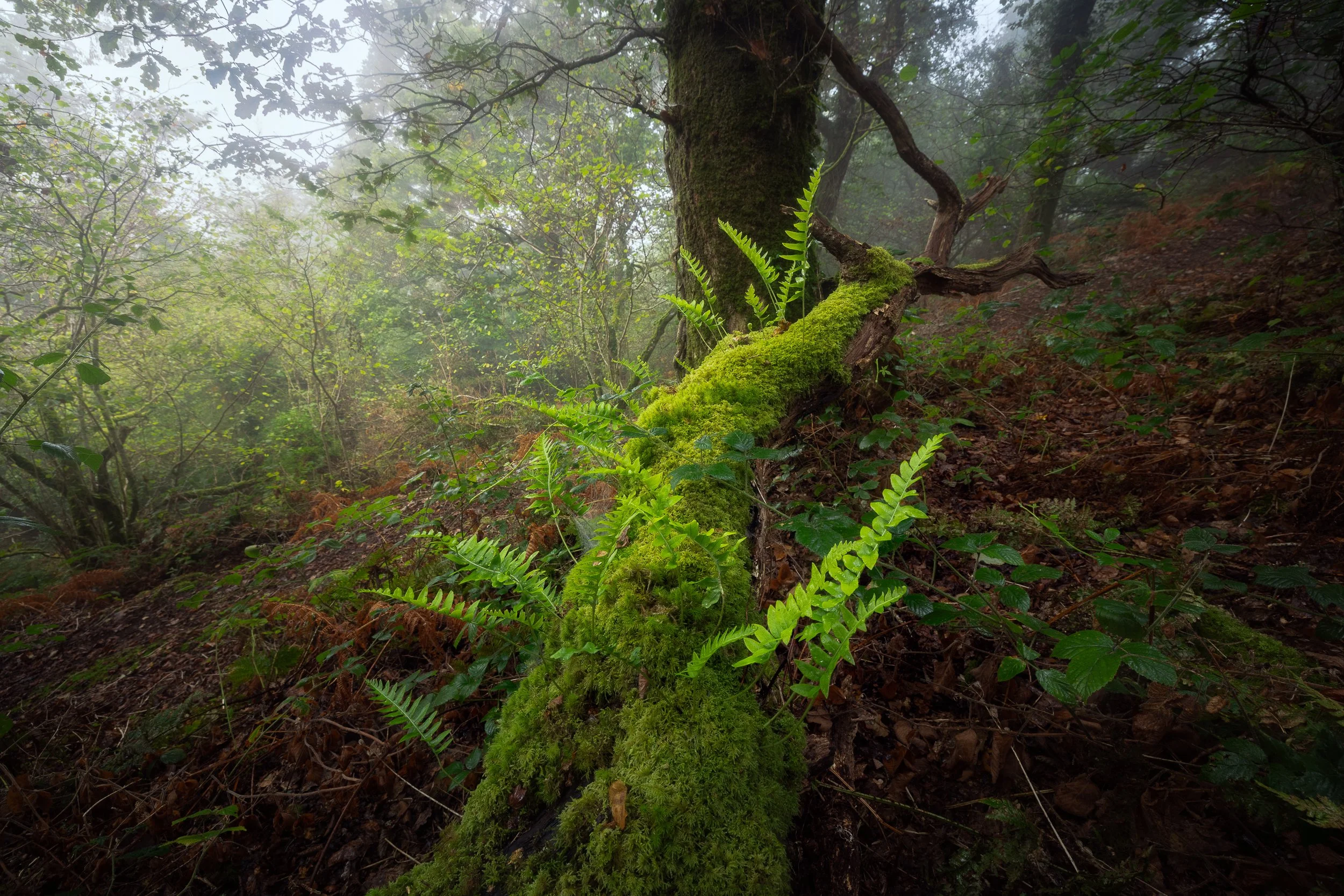 Temperate Rain Forest in South Devon