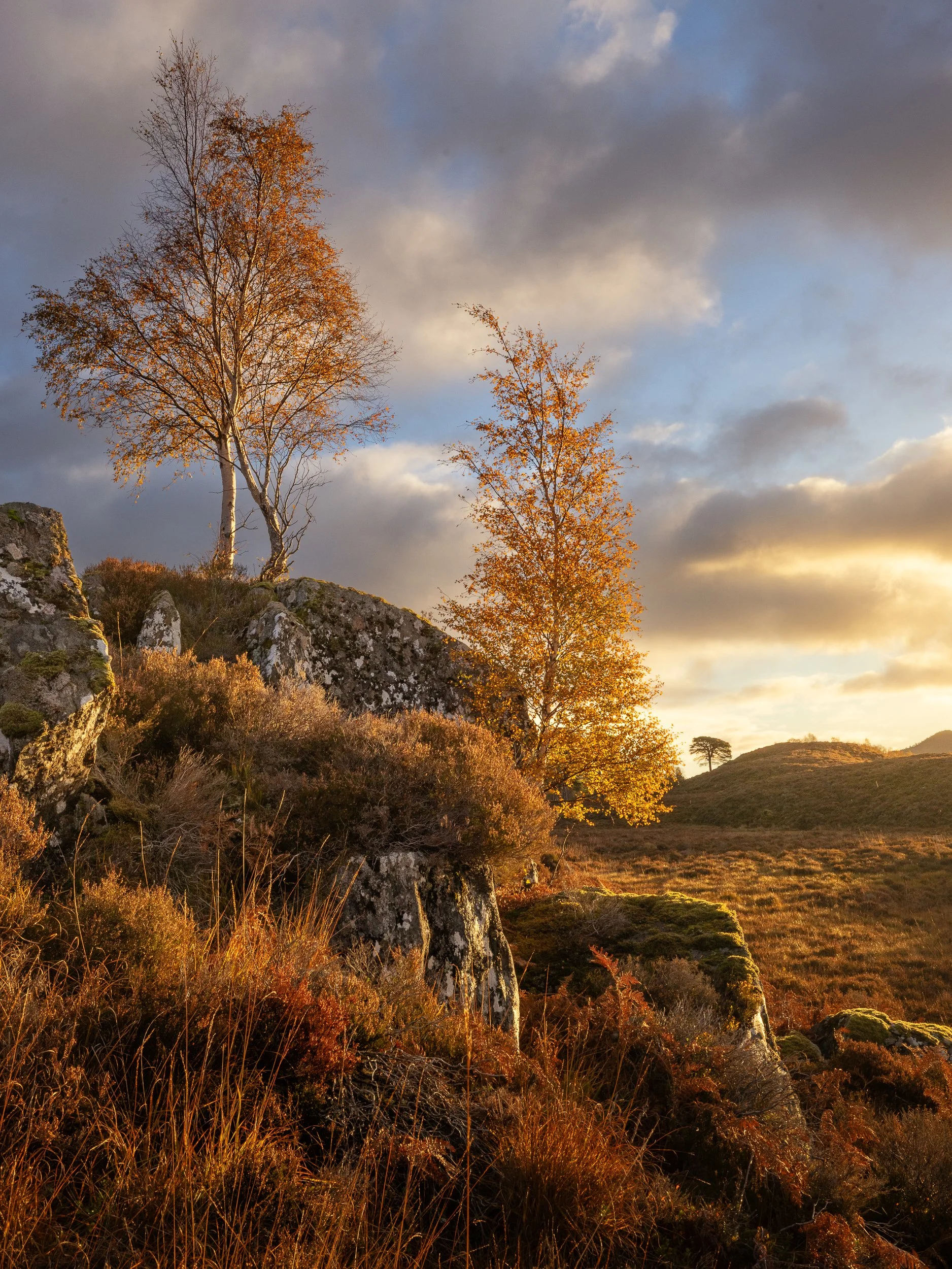 Birch trees at dawn in Glen Affric, Scotland
