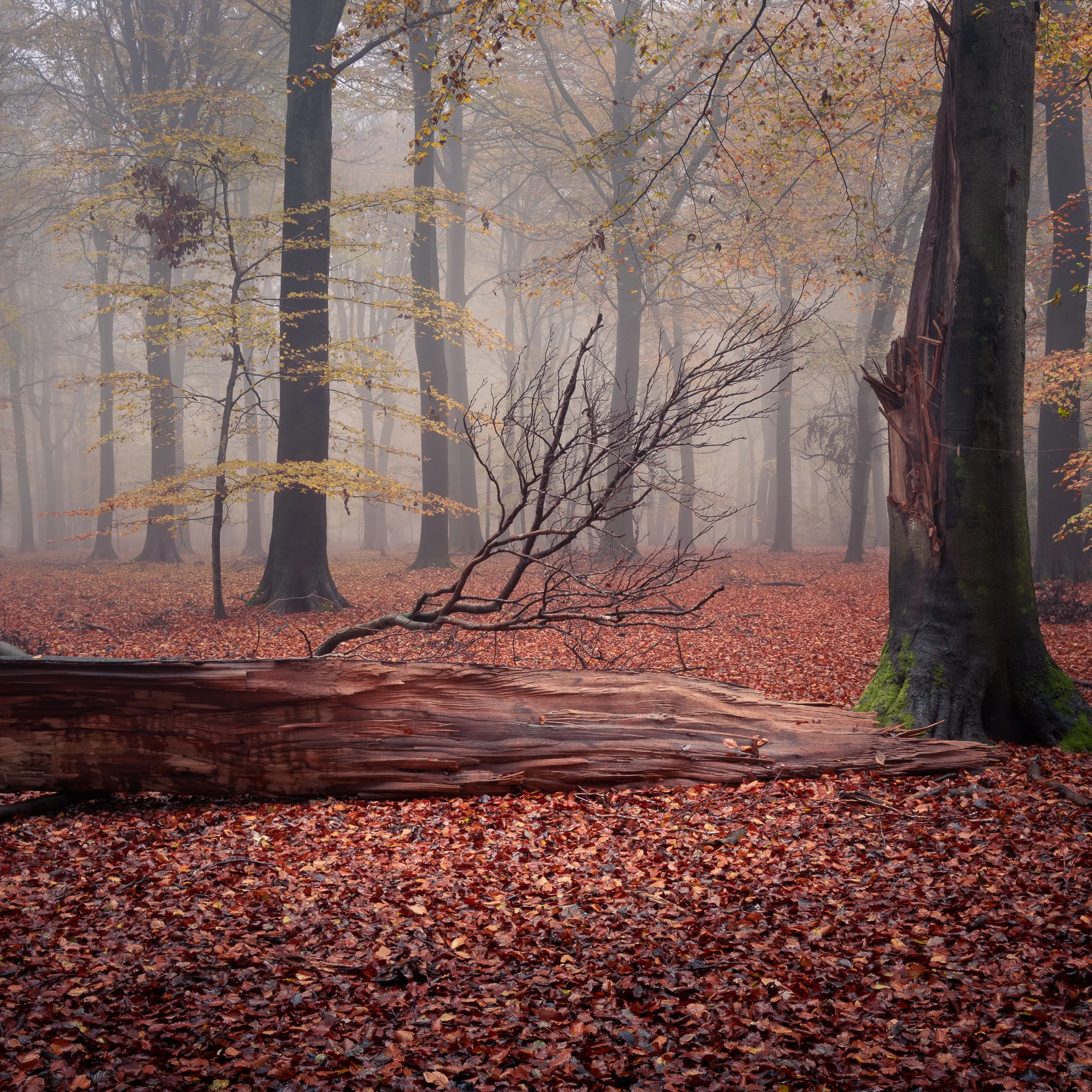 Fallen tree in fog in the autumn in the Chiltern Hills