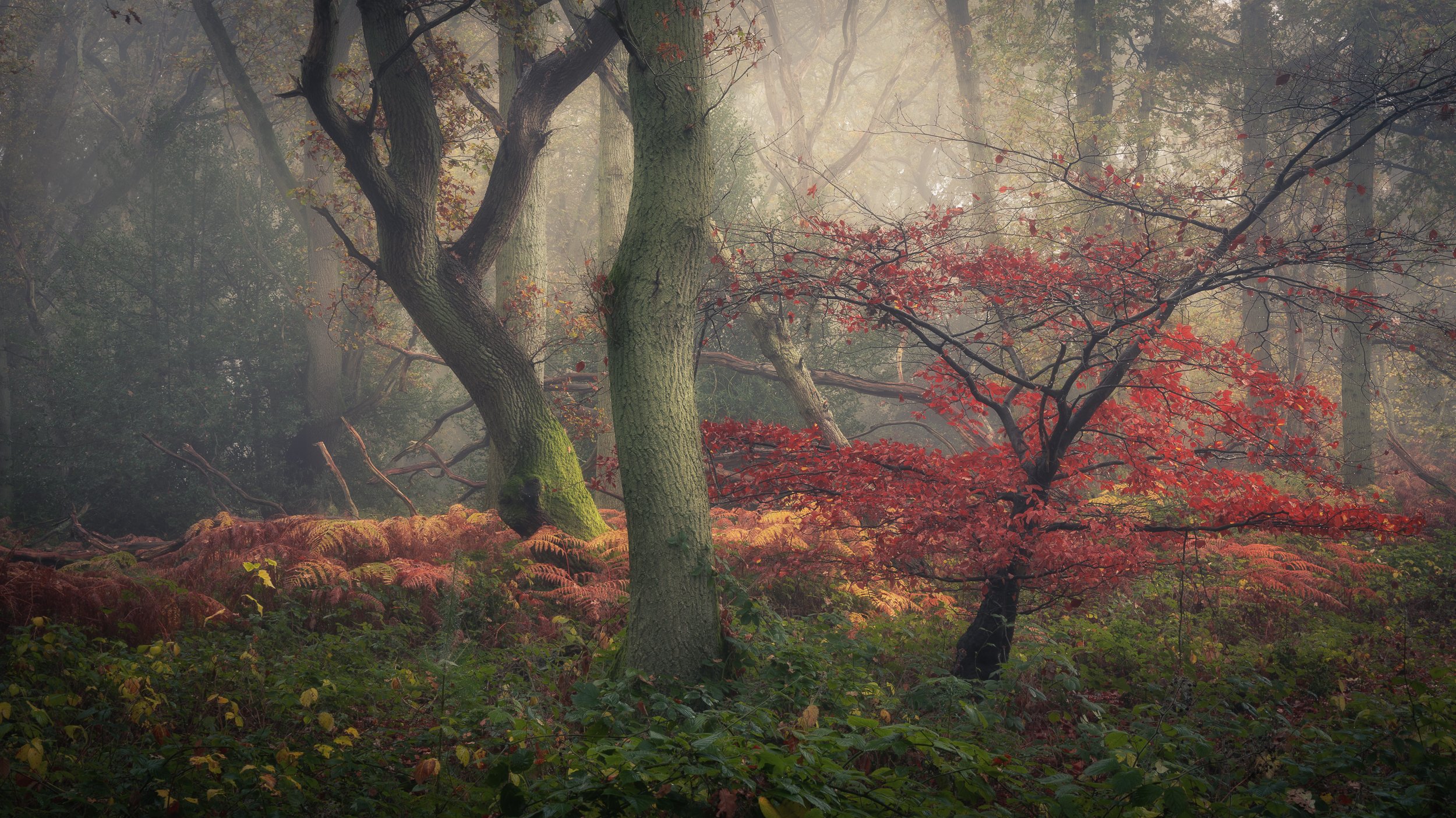 Autumn woodland in Nettlebed Woods Oxfordshire