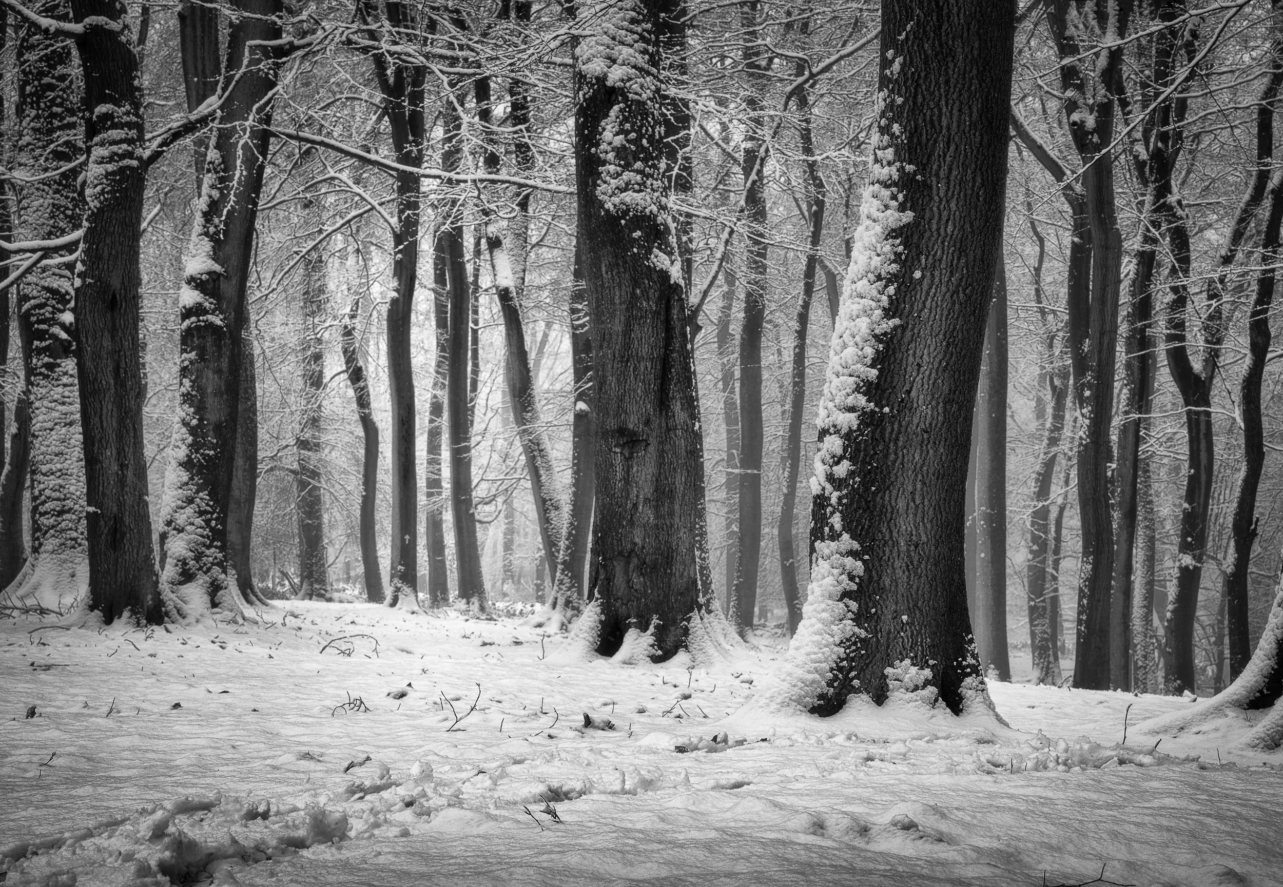 Black and white photography picture of woodland in snow as fine art wall art print