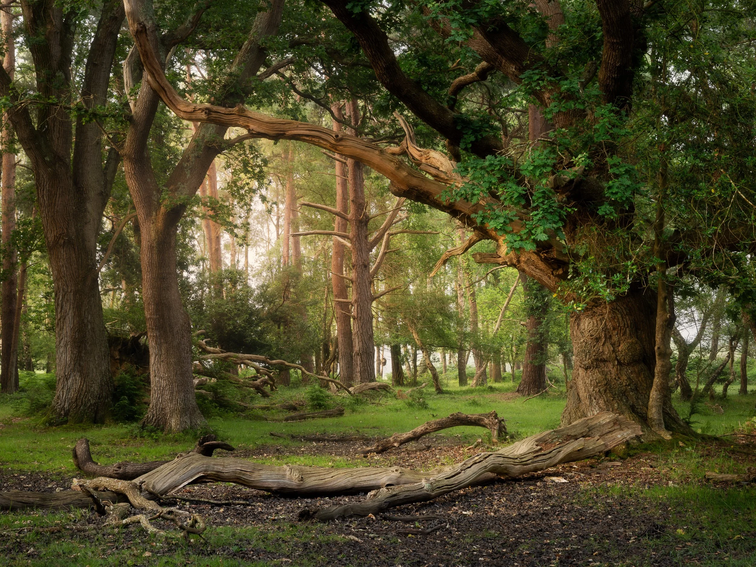 Woodland and summer light in the New Forest, England