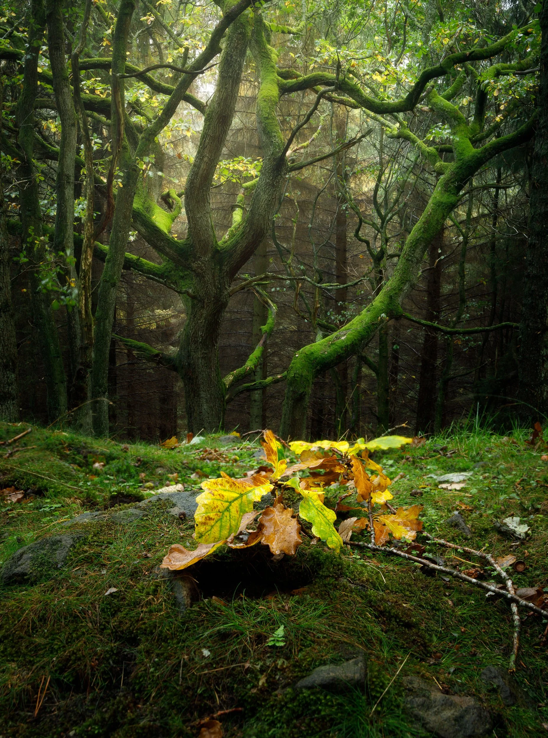 Fallen Oak leaves in autumn woodland in the Peak District, UK