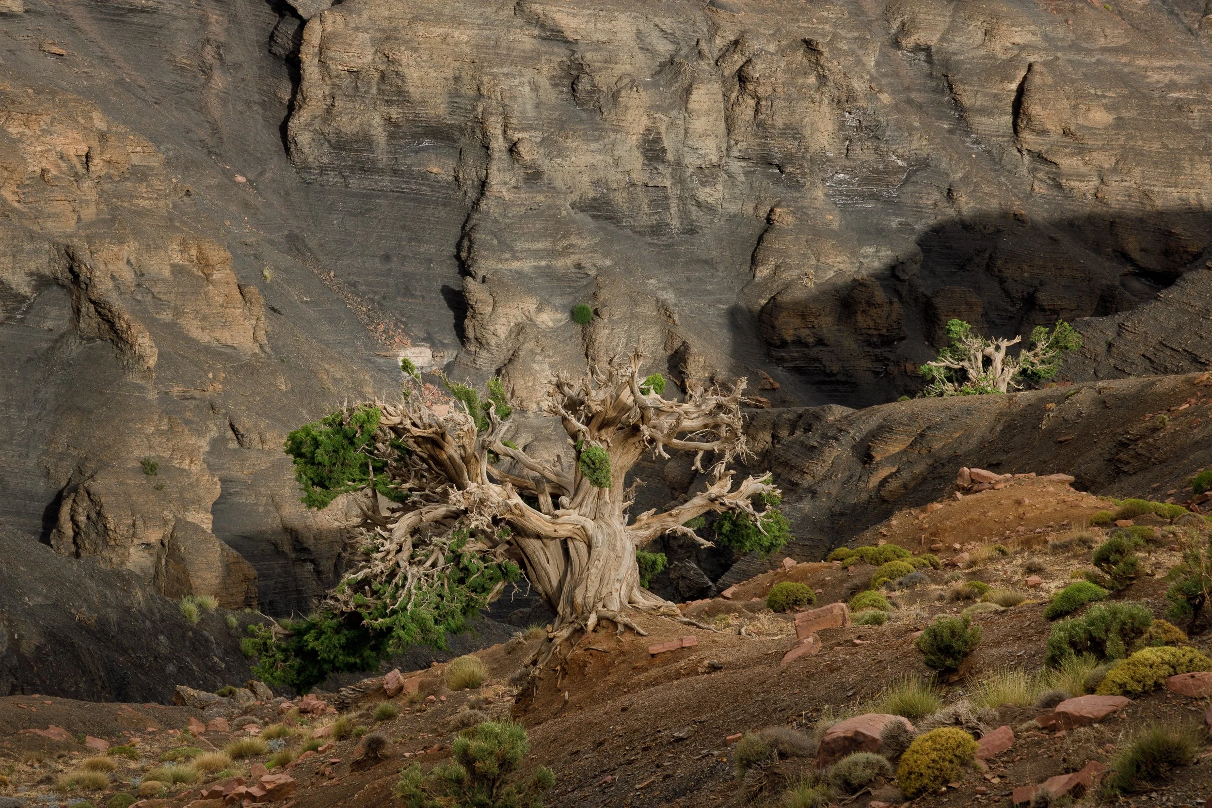 The Edge of Existence , High Atlas Mountains, Morocco. A juniper tree