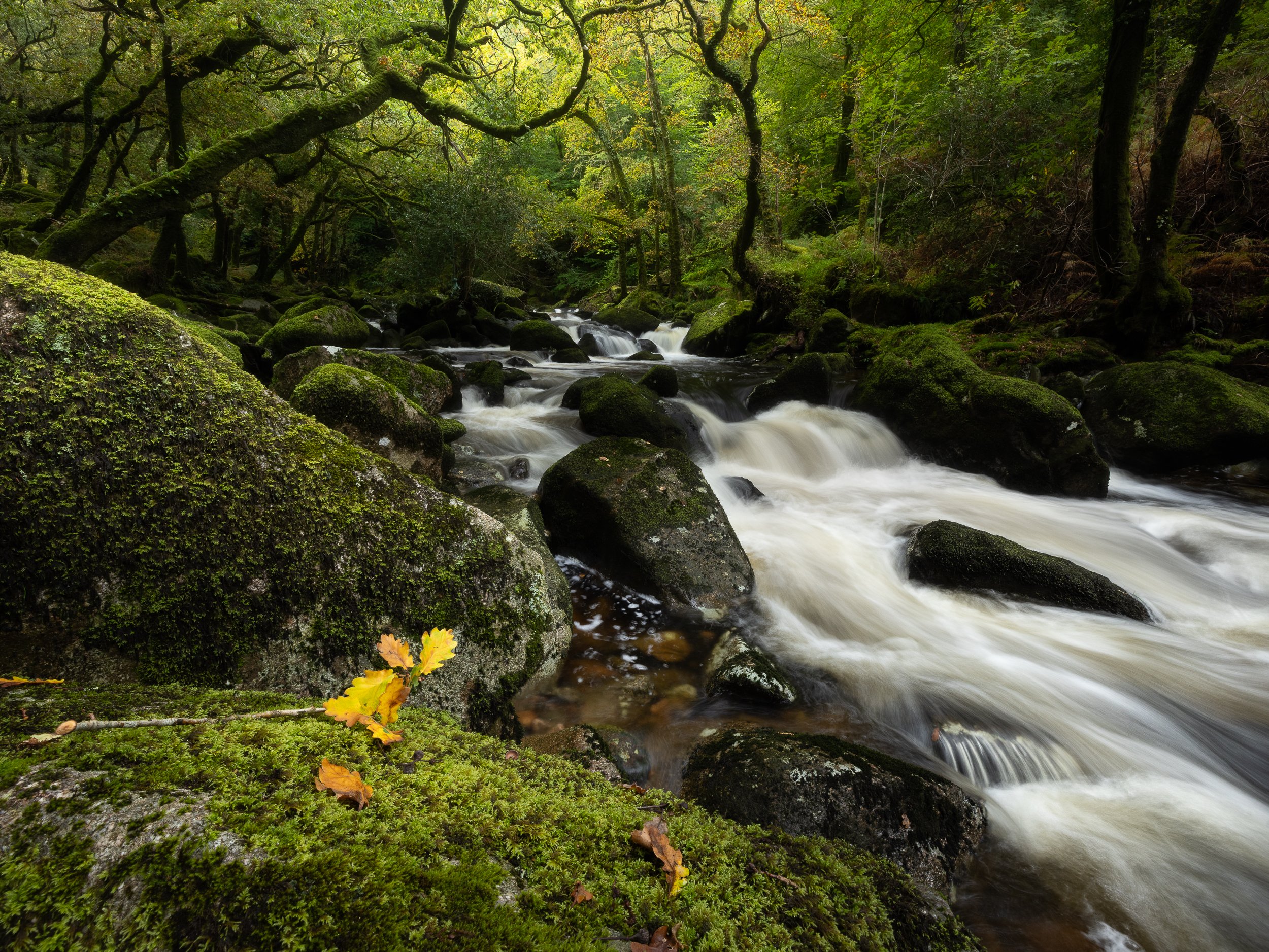 Dartmoor Forest