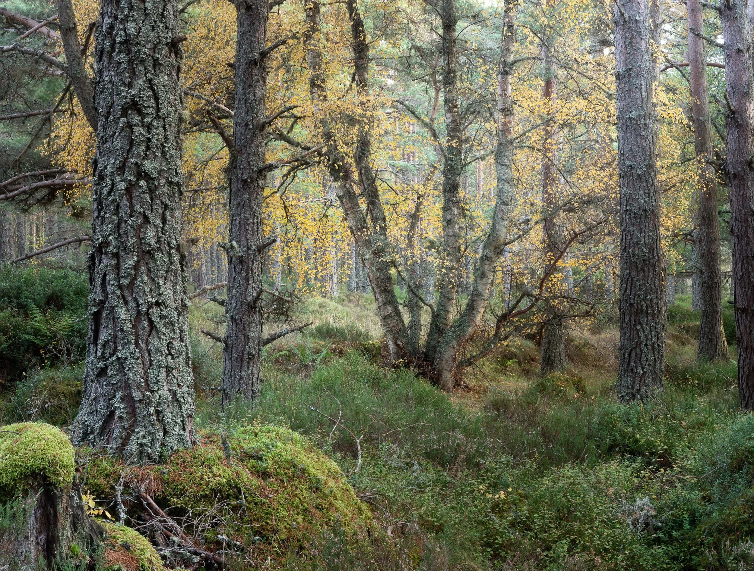 Birch trees in autumn in the Cairngorms National Park