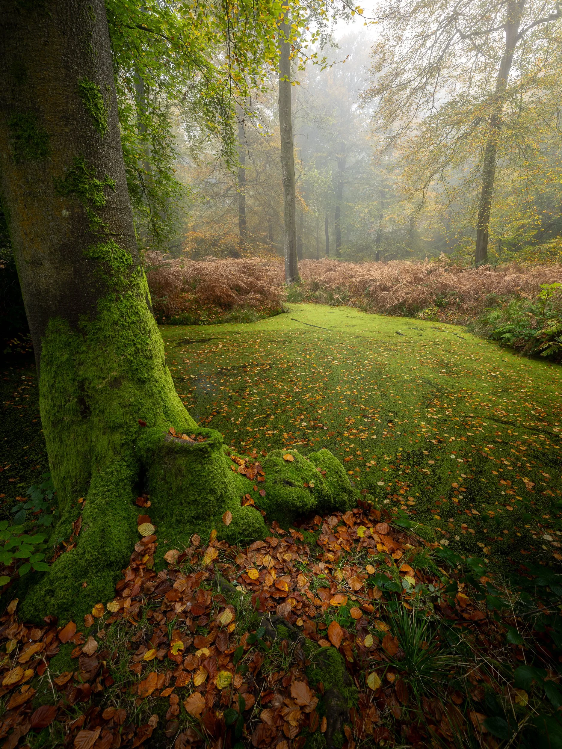 Woodland scene in autumn in Oxfordshire with fallen leaves and a lake