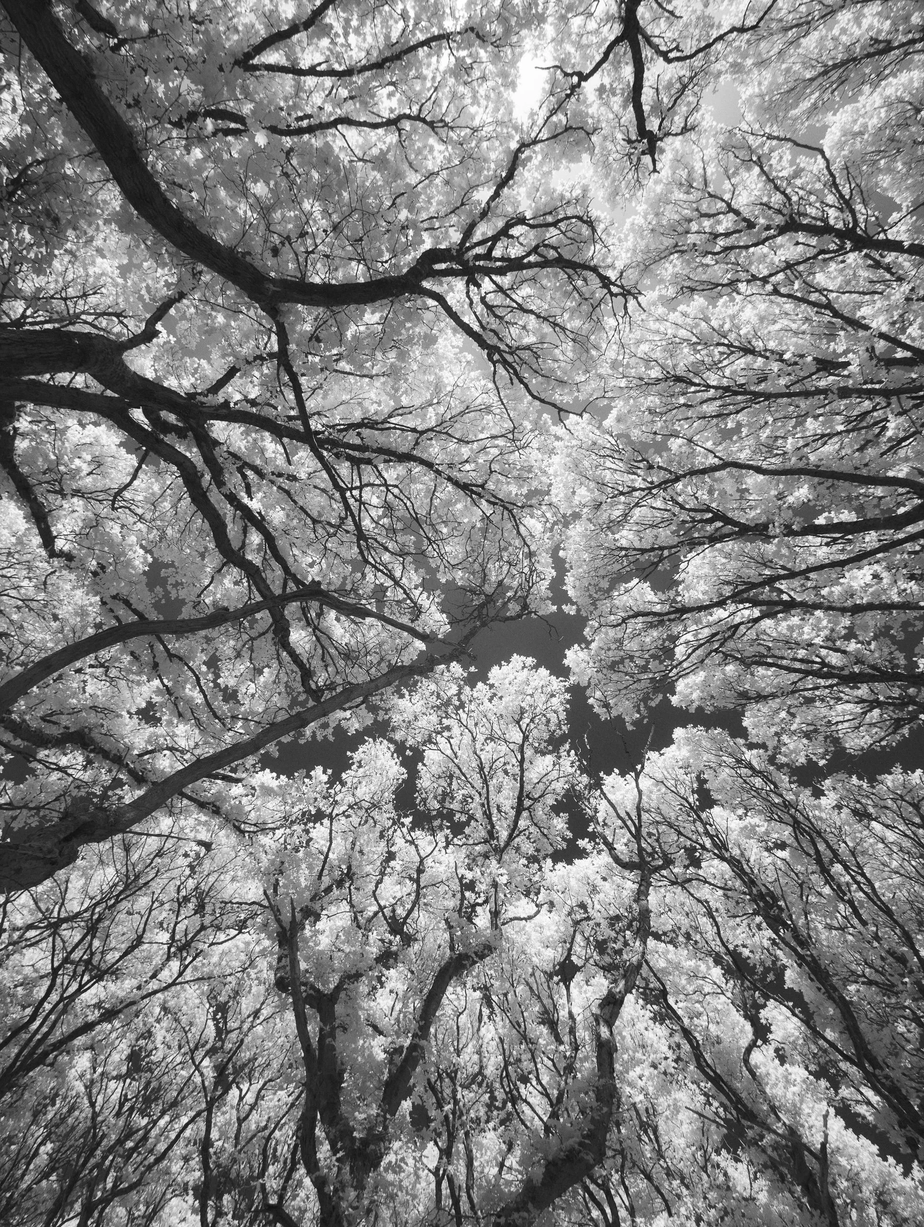 Woodland canopy in infrared