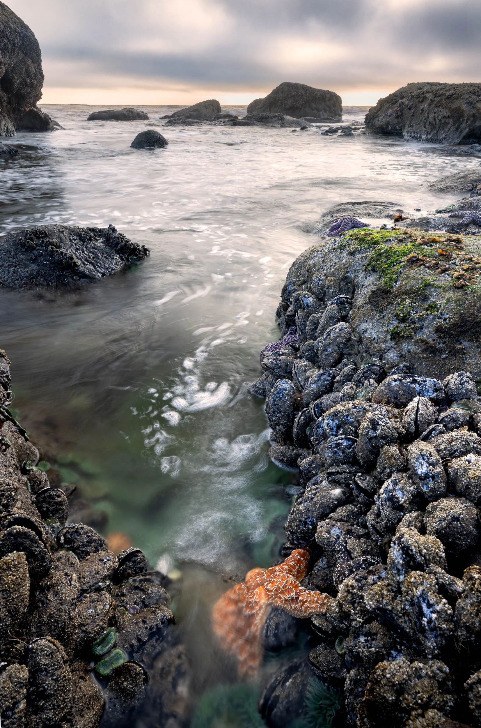 Star fish in tidal pools in shi shi beach