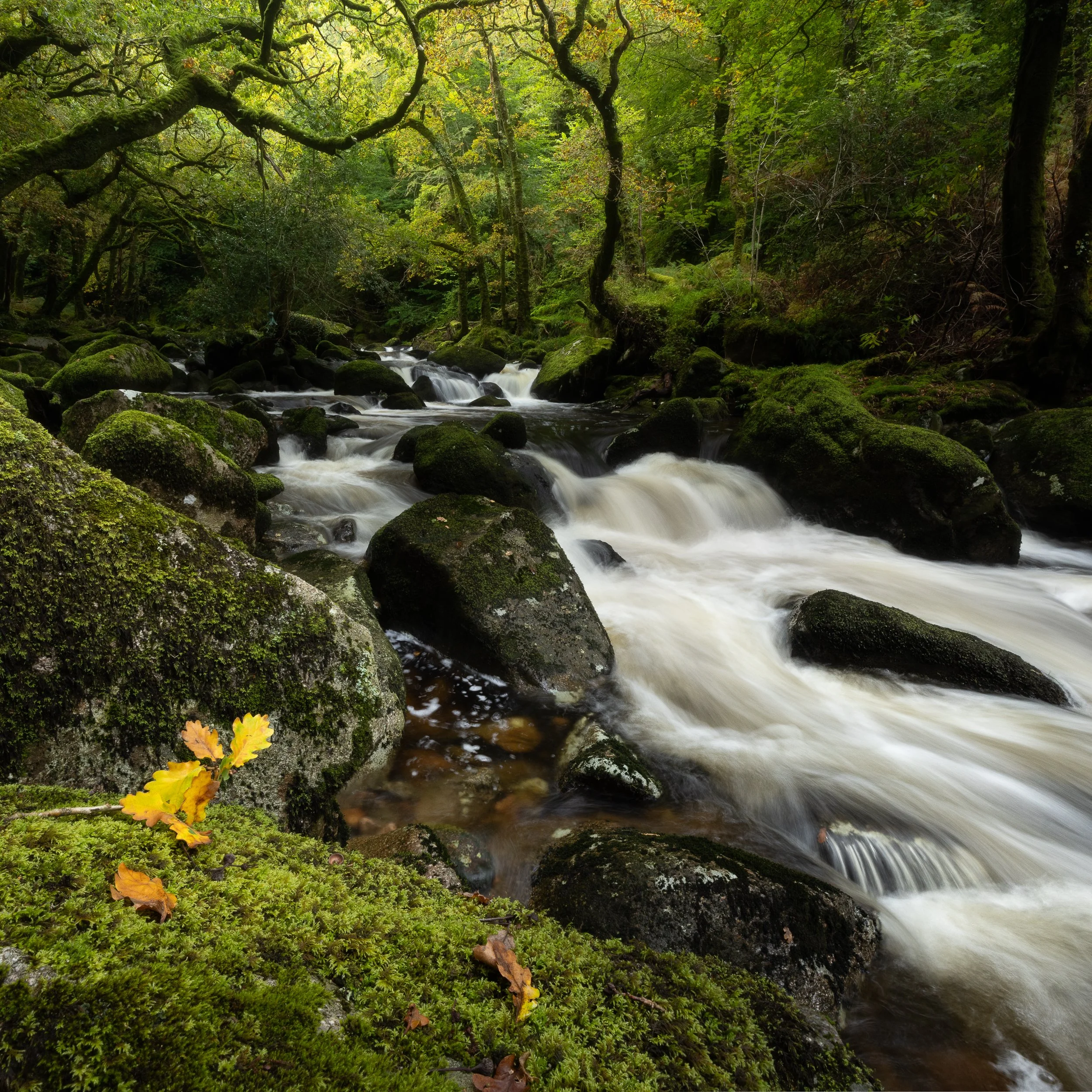 Waterfall and woodland in Dartmoor in Autumn