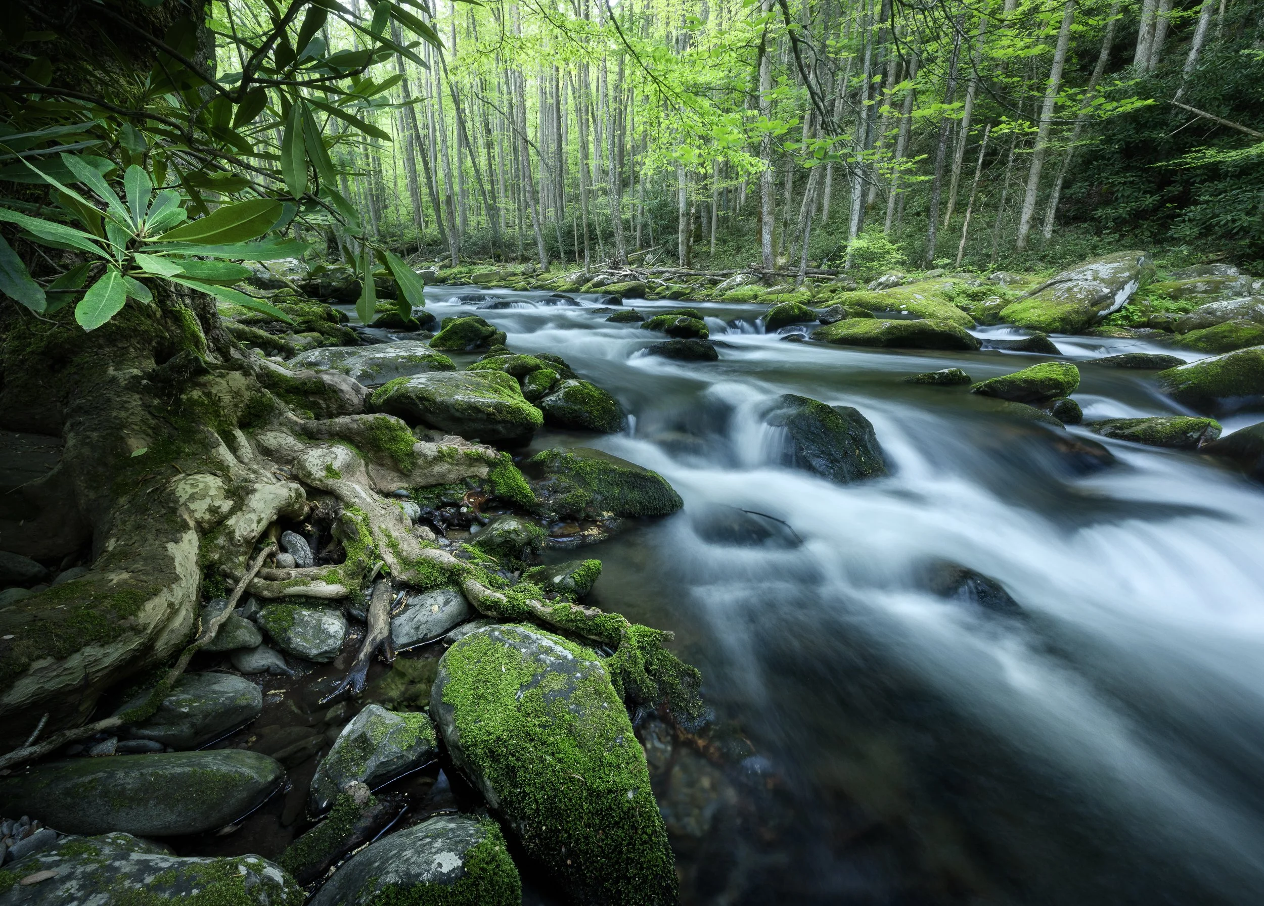 Forest and trees in the Smoky mountains, USA