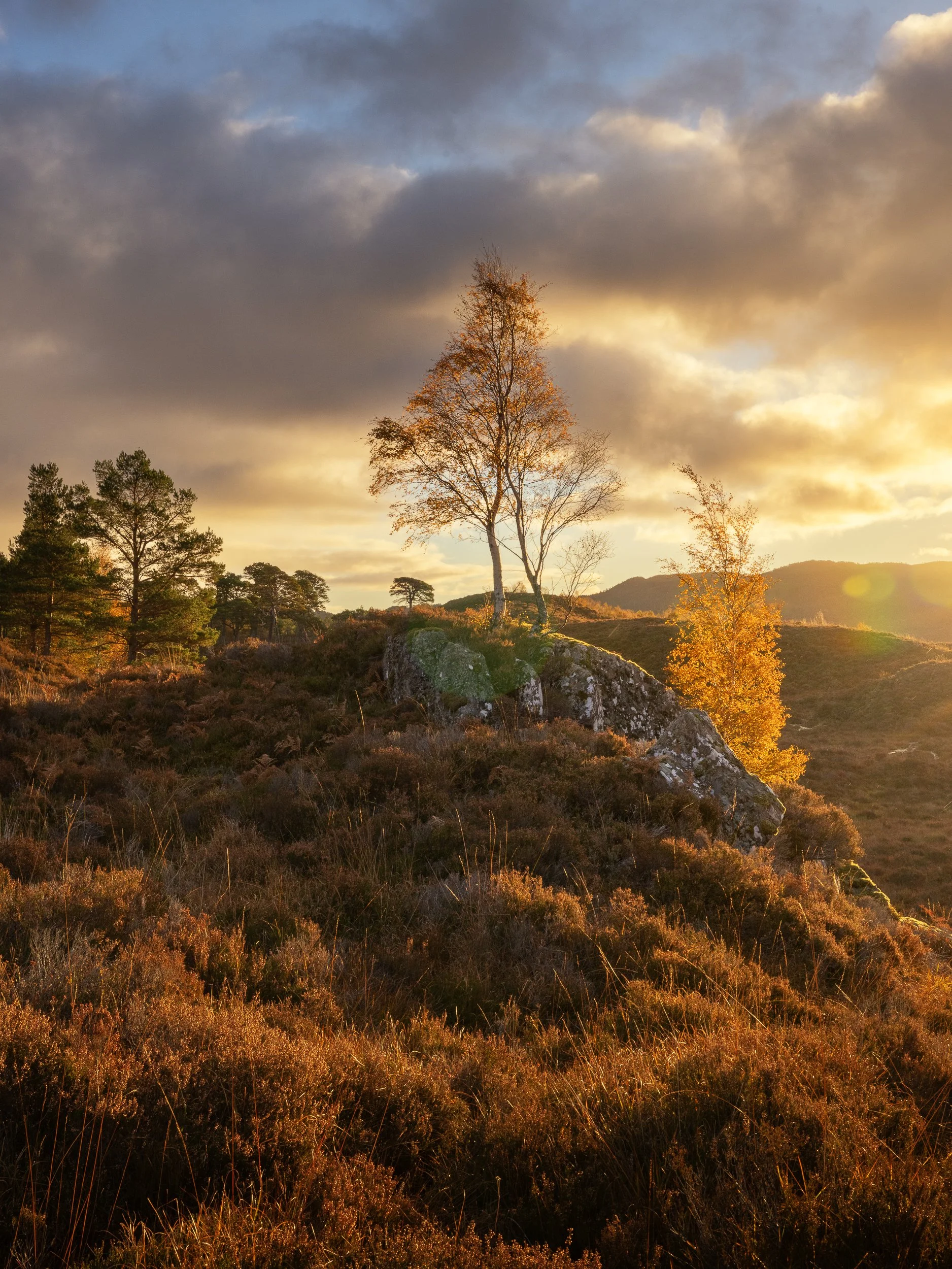 Sunrise over autumn trees on Glen Affric Scotland