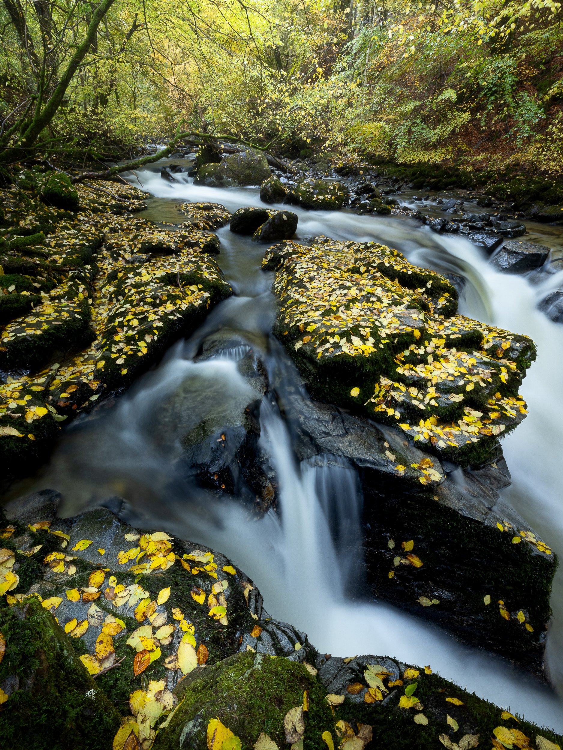 Waterfall in autumn with fallen leaves in the Cairngorms Scotland