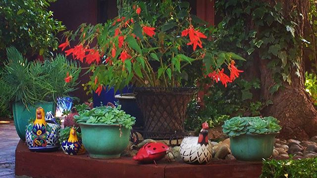 A shady oasis on my back patio. Photo by @crazy_girl_gardens