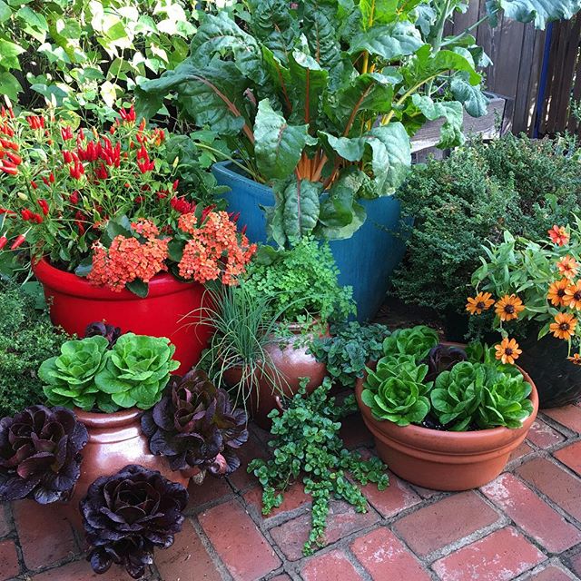 Isn&rsquo;t it wonderful that edible plants are not only delicious but they are beautiful too! You can use your herb jars for salad greens as well as for herbs, for more efficient use of space. #butterlettuce #goldenchard #chives #spicypeppers #yerba