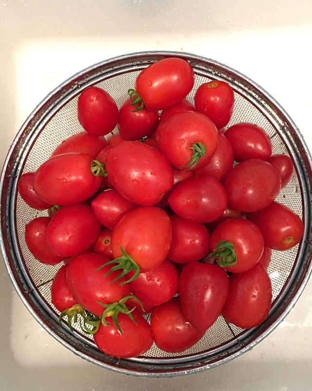 Getting ready to dry my Enchantment tomatoes. I reconstitute them in winter, in olive oil, garlic, and herbs.