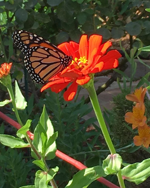 One of the delights of growing zinnias.