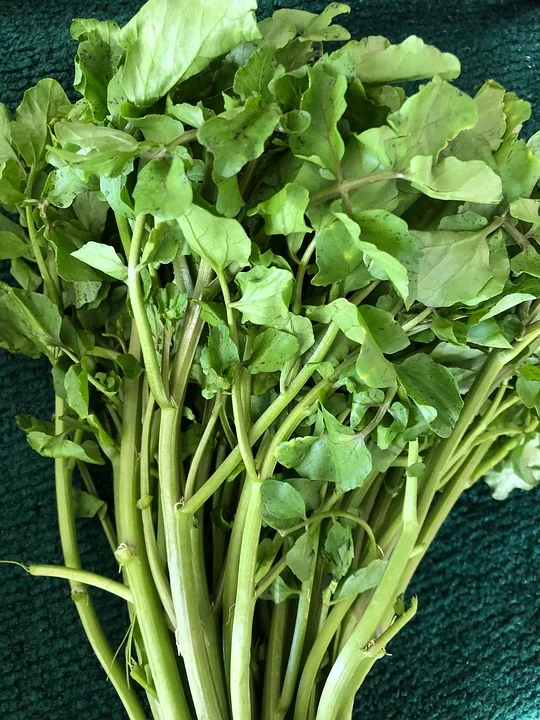 watercress-4257303_960_720.jpg