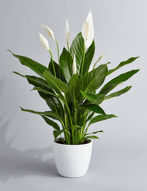peace-lily.jpeg