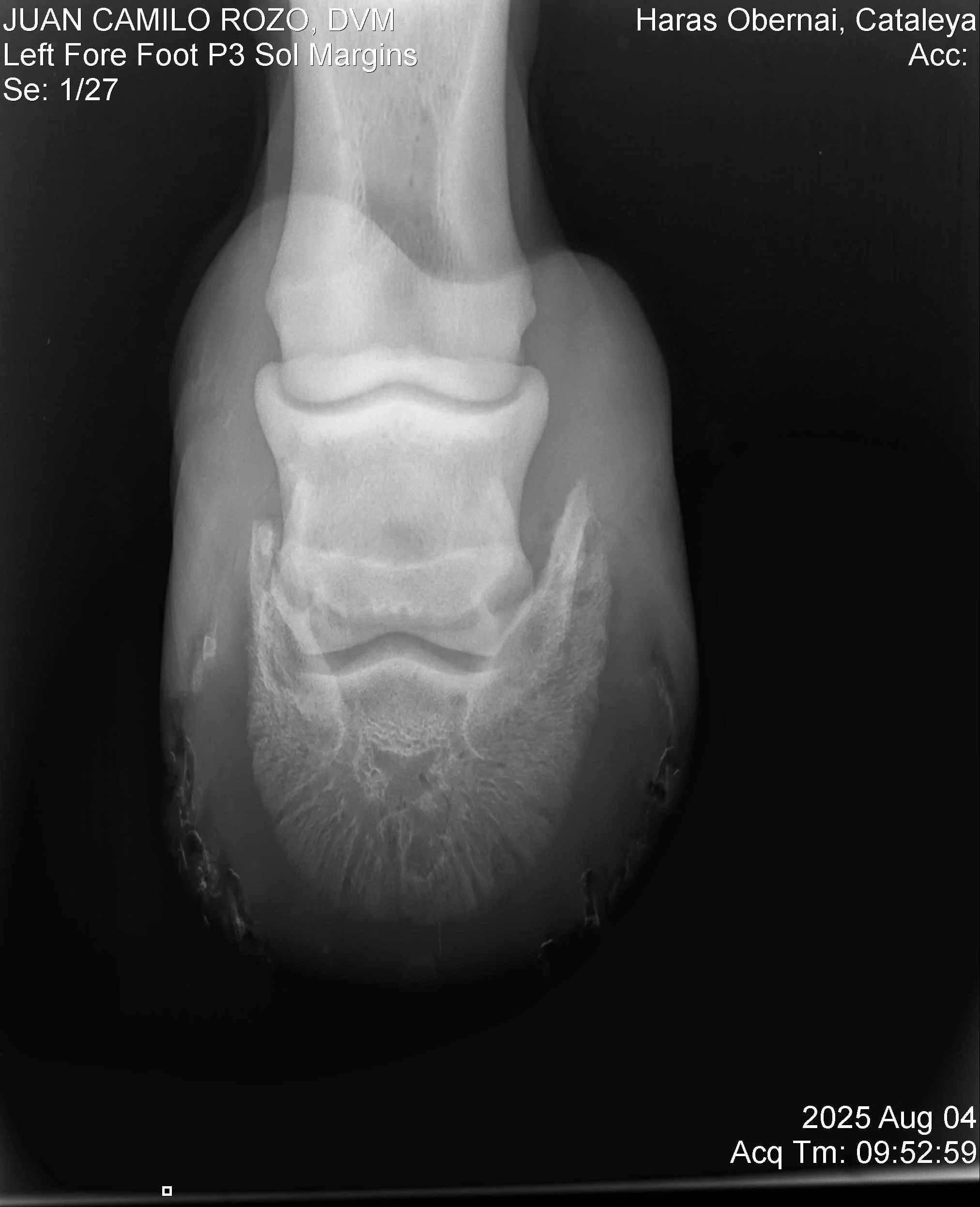 Left Fore Foot P3.jpg