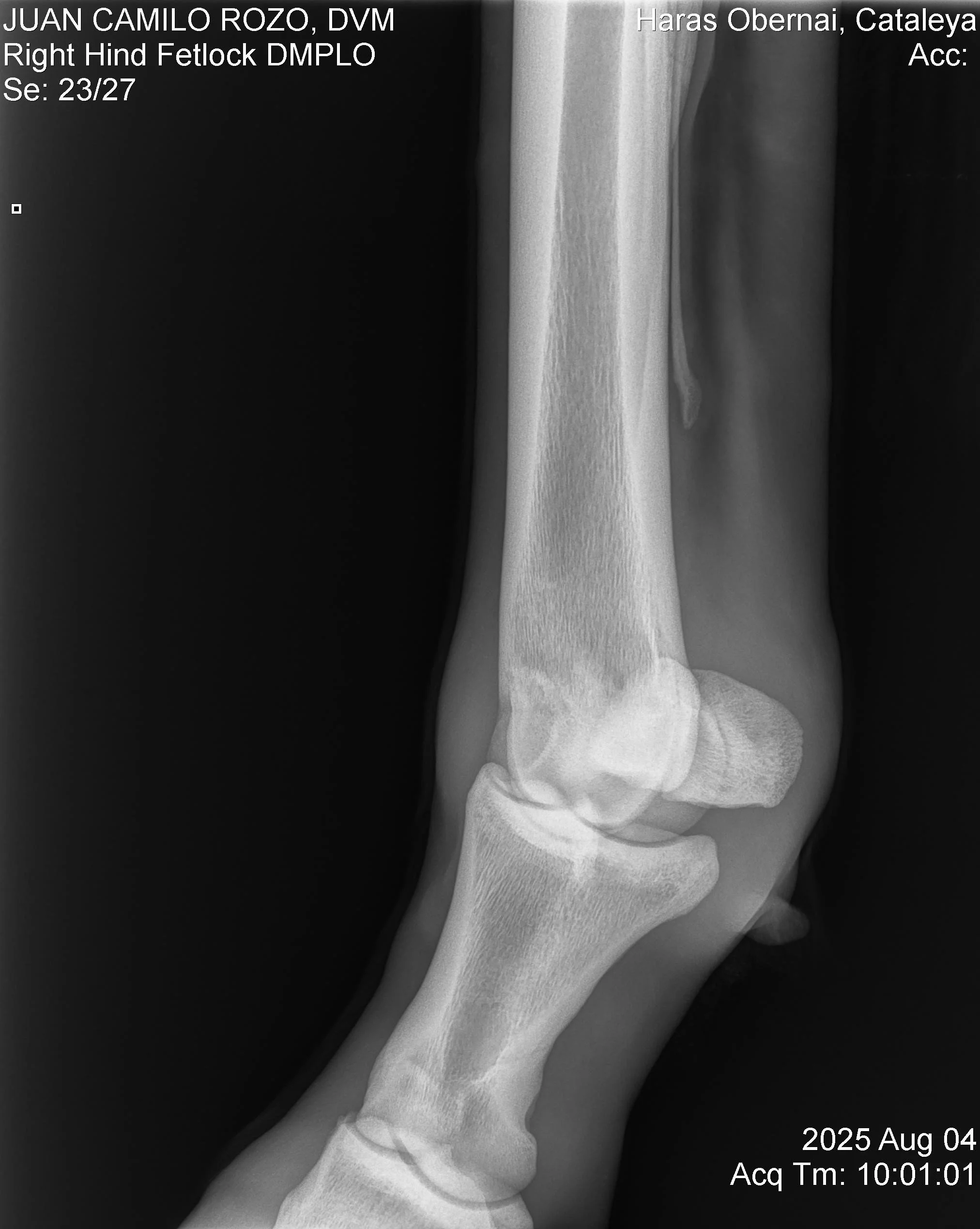 Right Hind Fetlock DMPLO.jpg