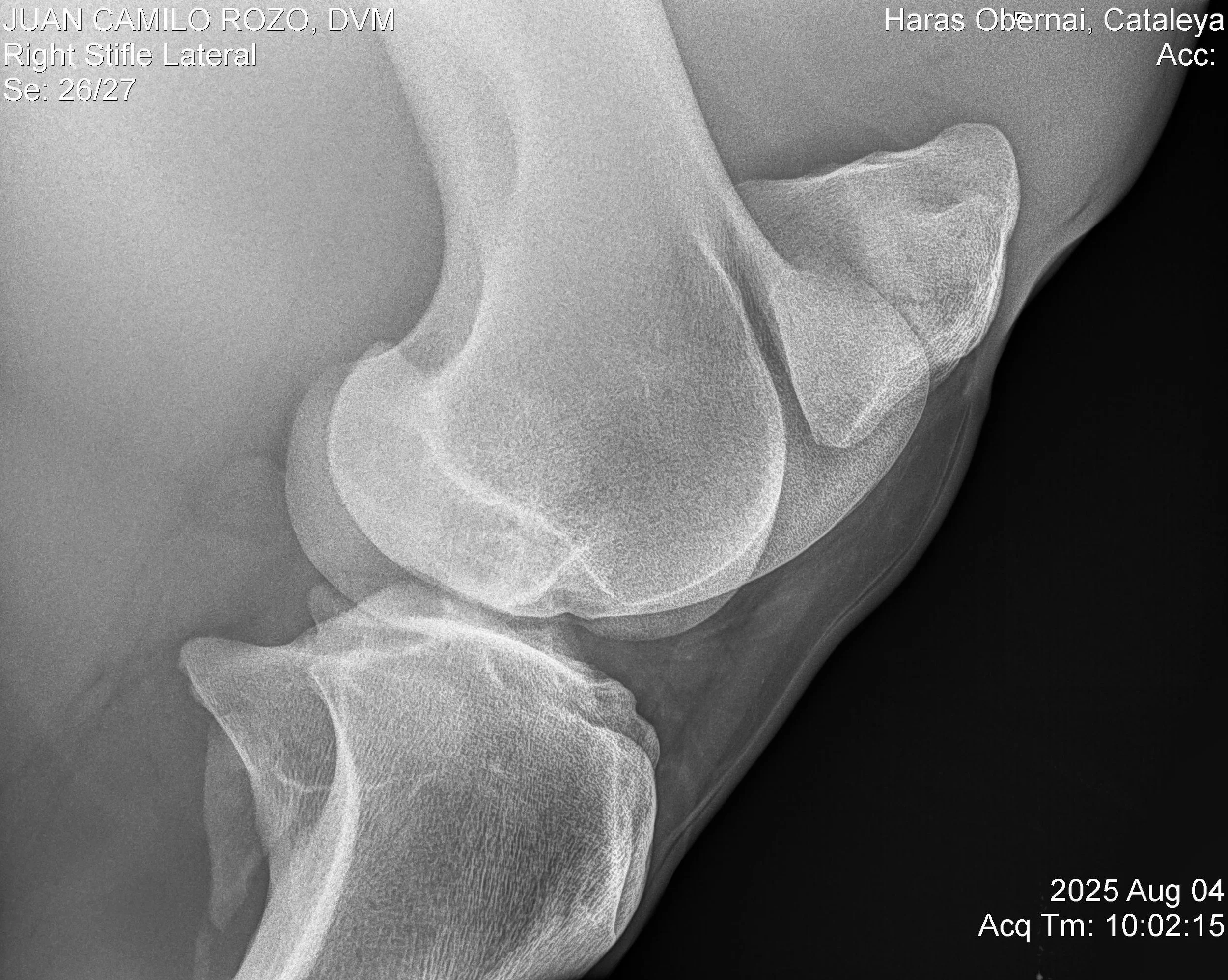 Right Stifle Lateral.jpg