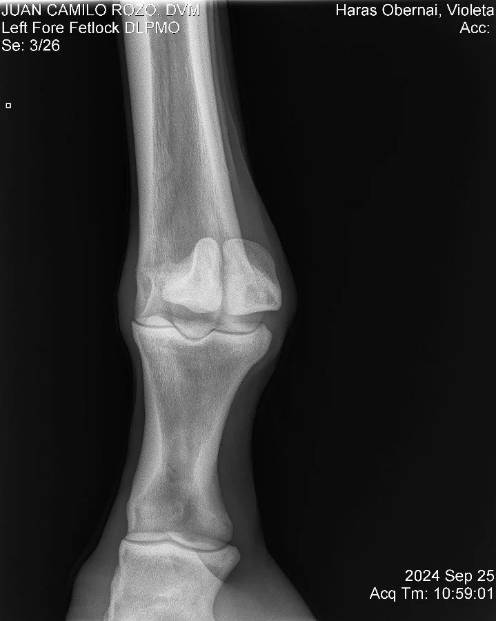 Left Fore Fetlock DLPMO.jpg