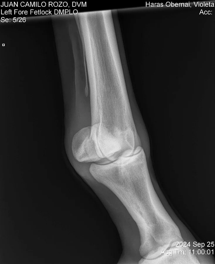 Left Fore Fetlock DMPLO.jpg